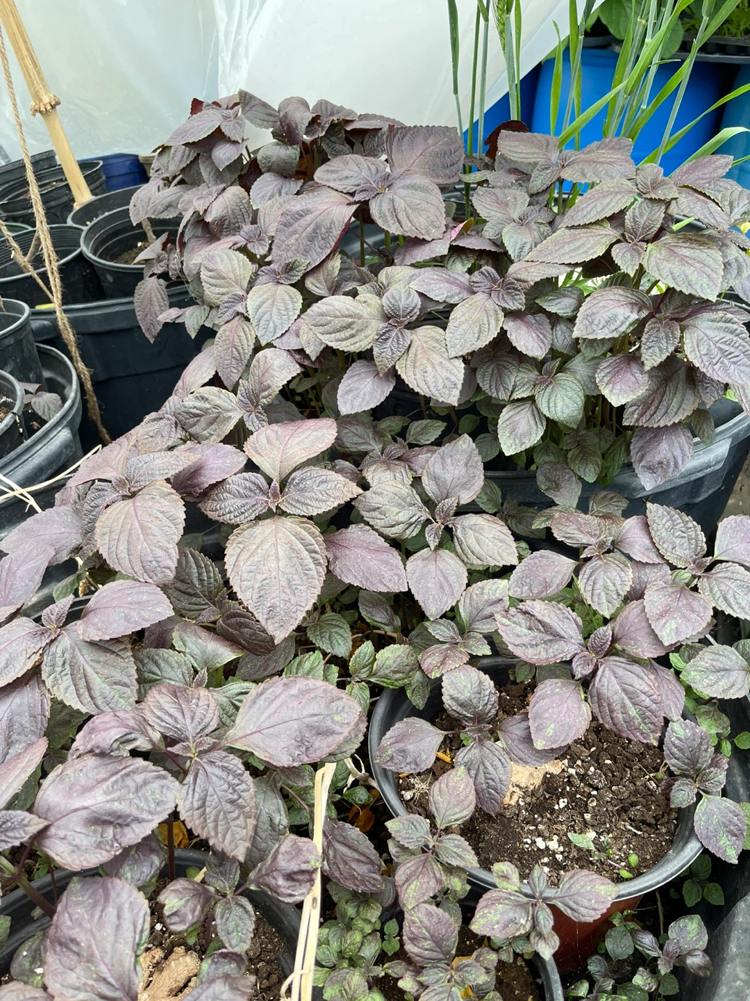 Purple Shiso Plant