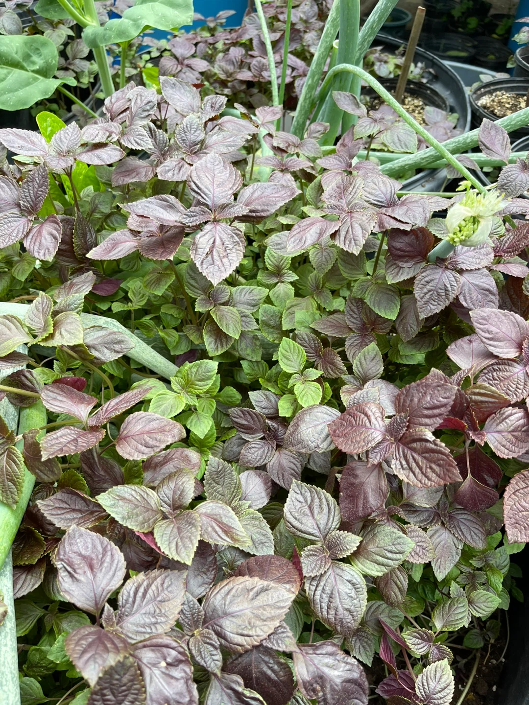 Purple Shiso Plant - photo 2