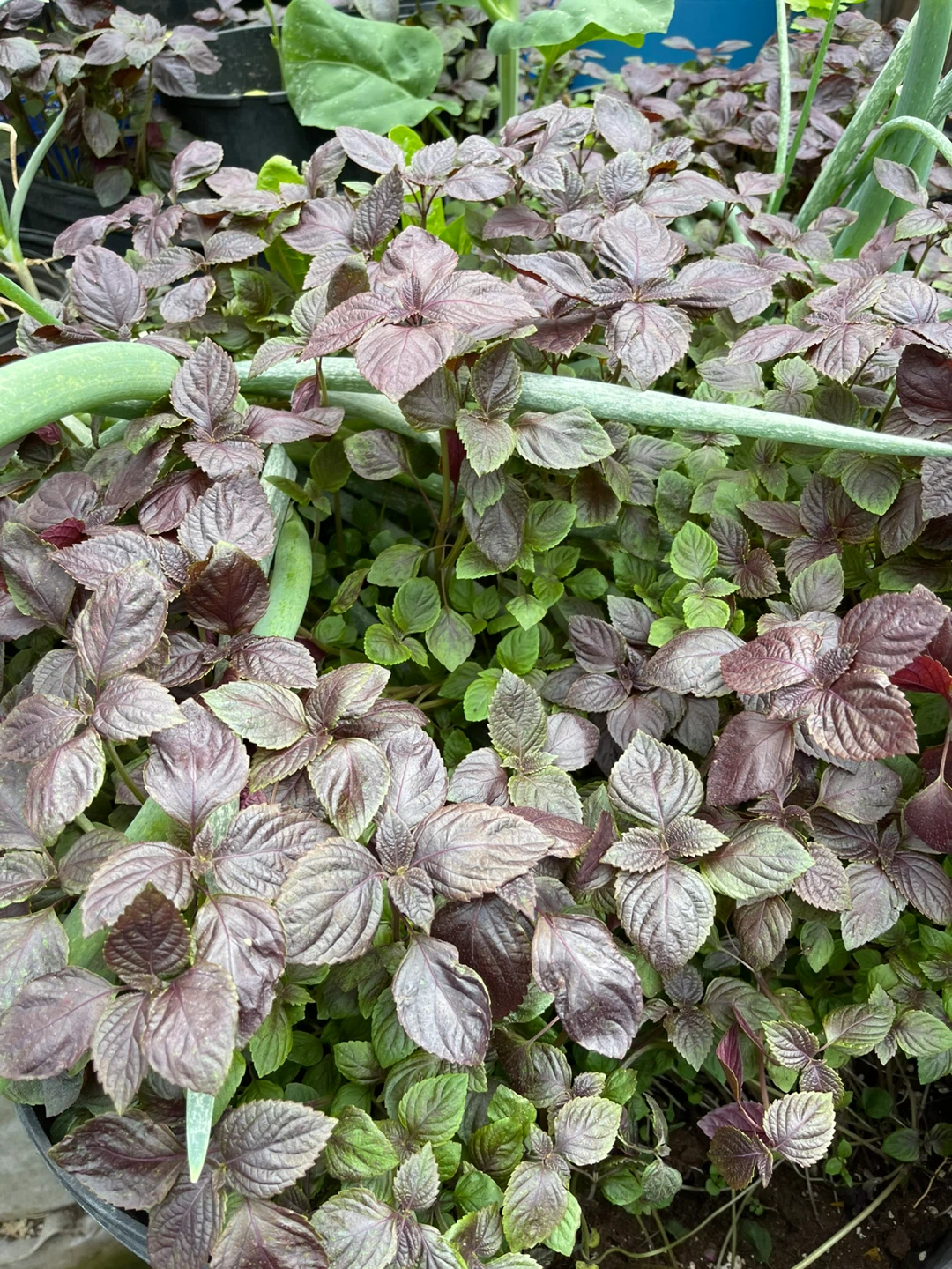 Purple Shiso Plant - photo 4
