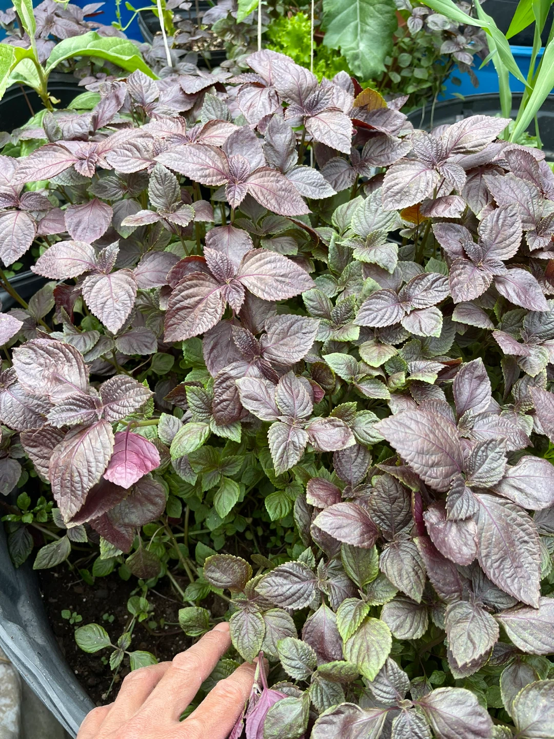 Purple Shiso Plant - photo 3