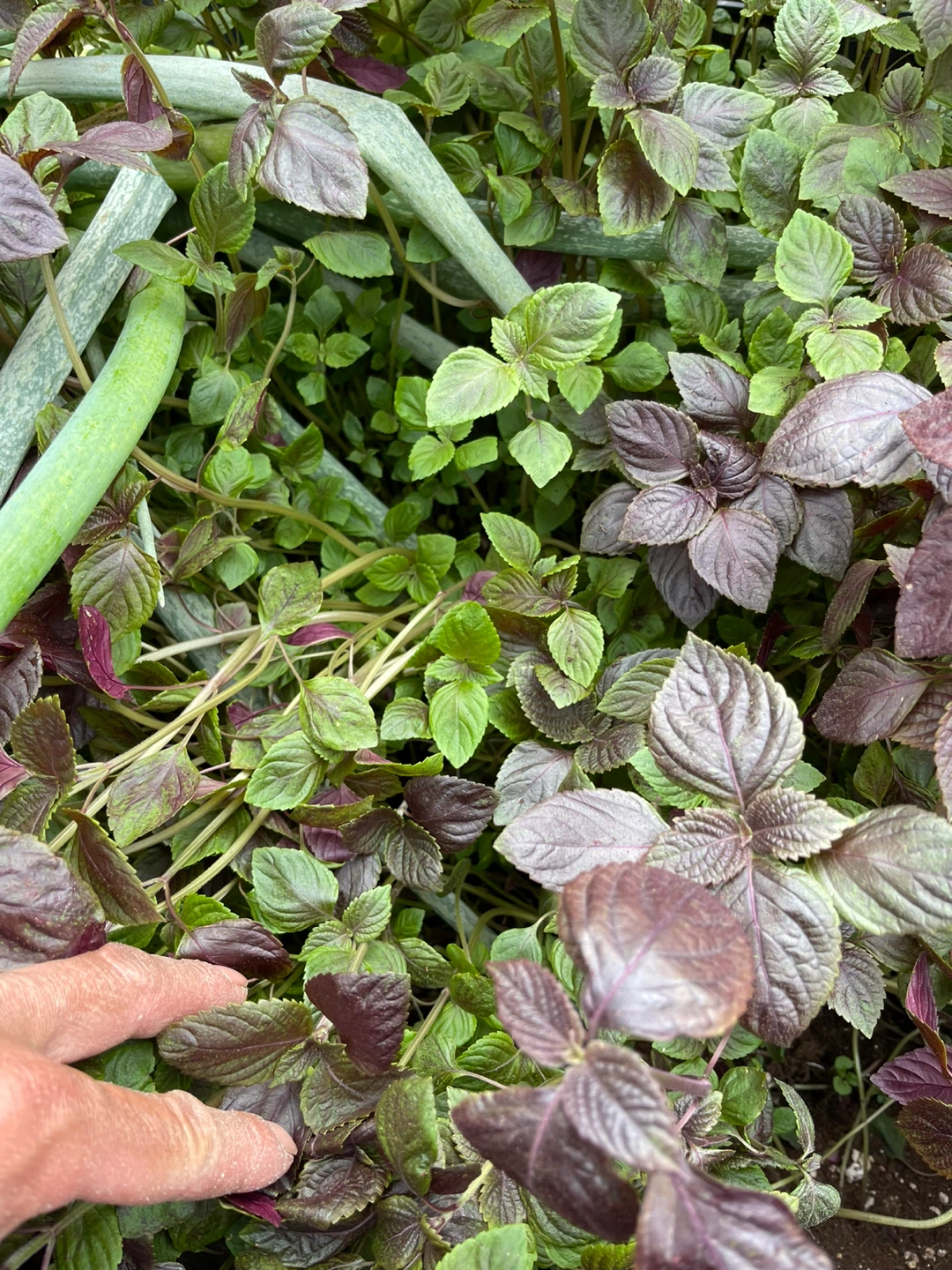 Purple Shiso Plant - photo 5