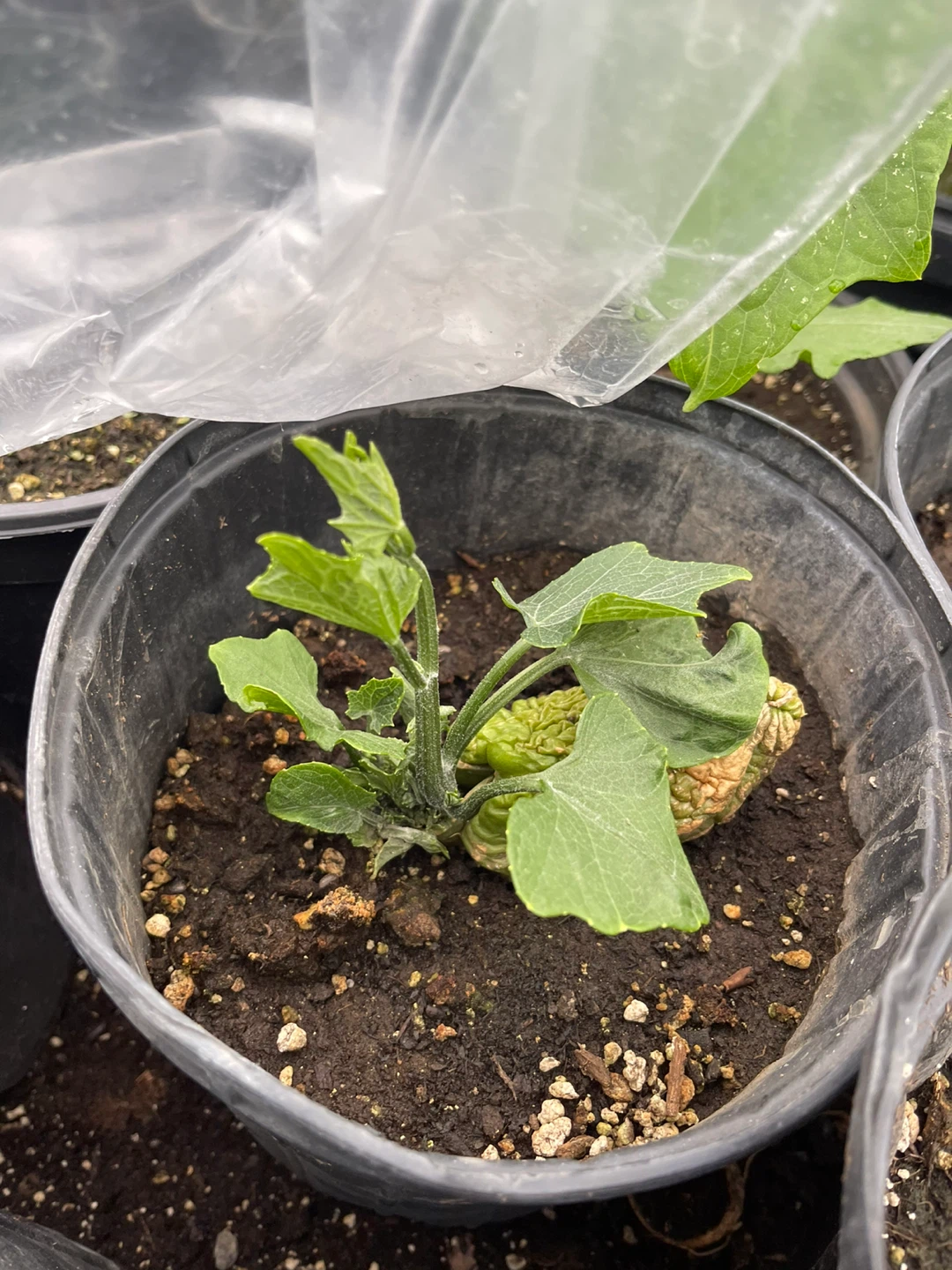 Chayote Squash Plants - photo 2