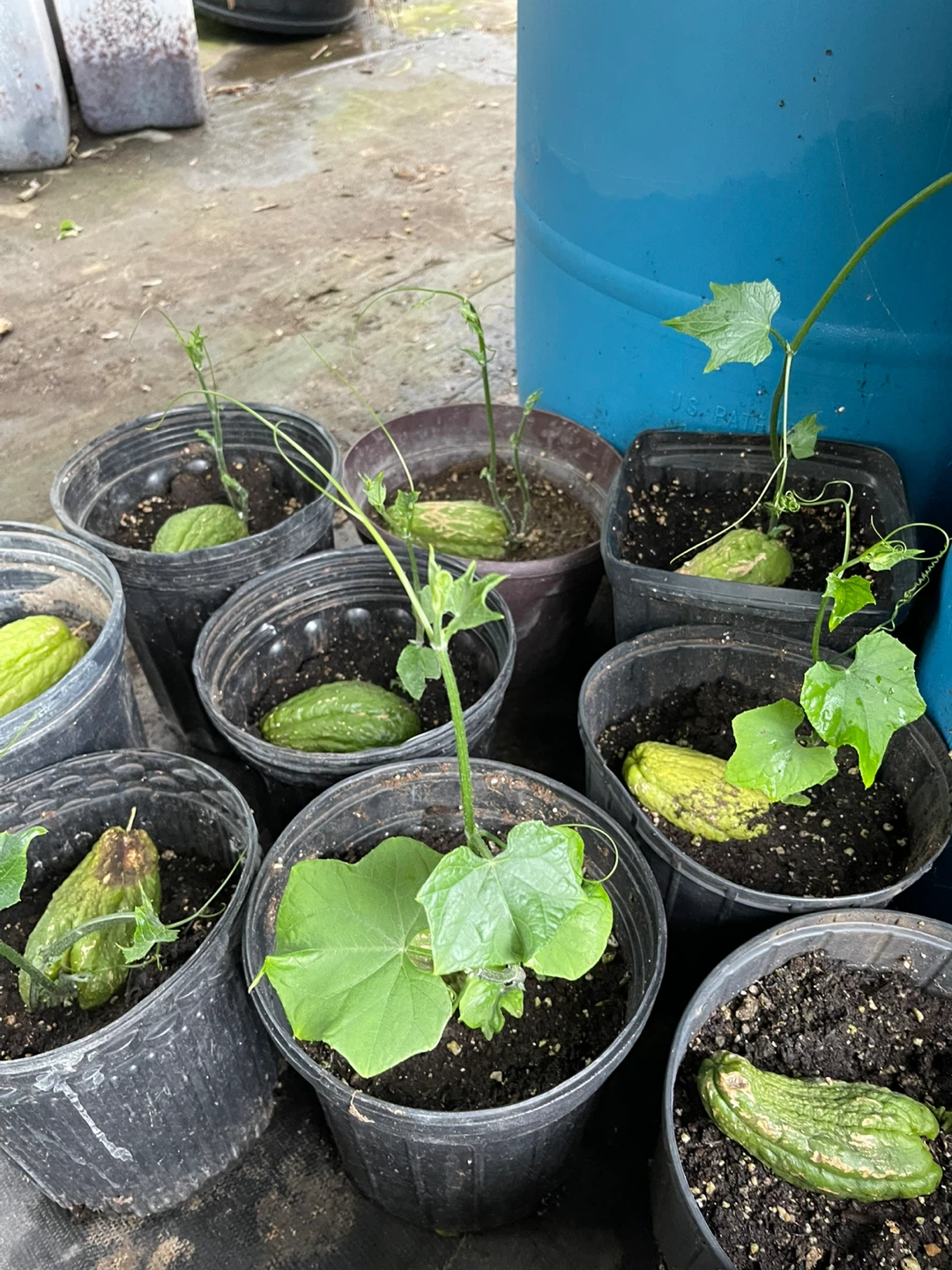 Chayote Squash Plants - photo 4