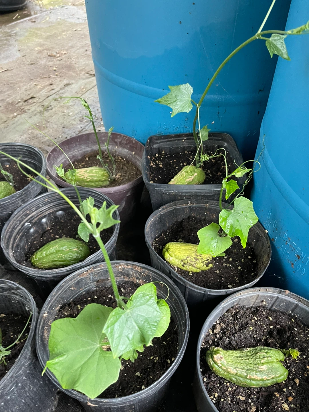 Chayote Squash Plants