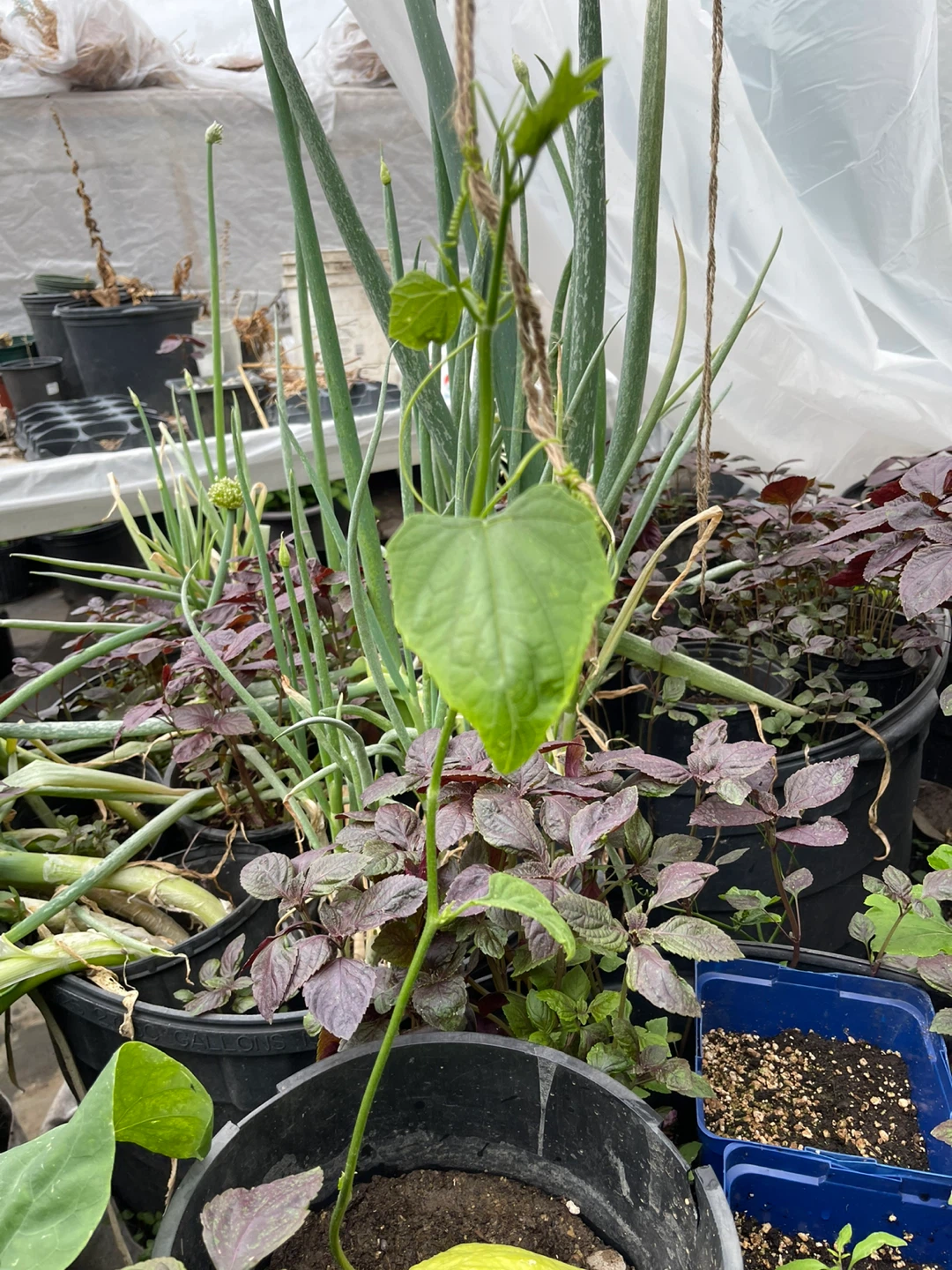 Chayote Squash Plants - photo 5
