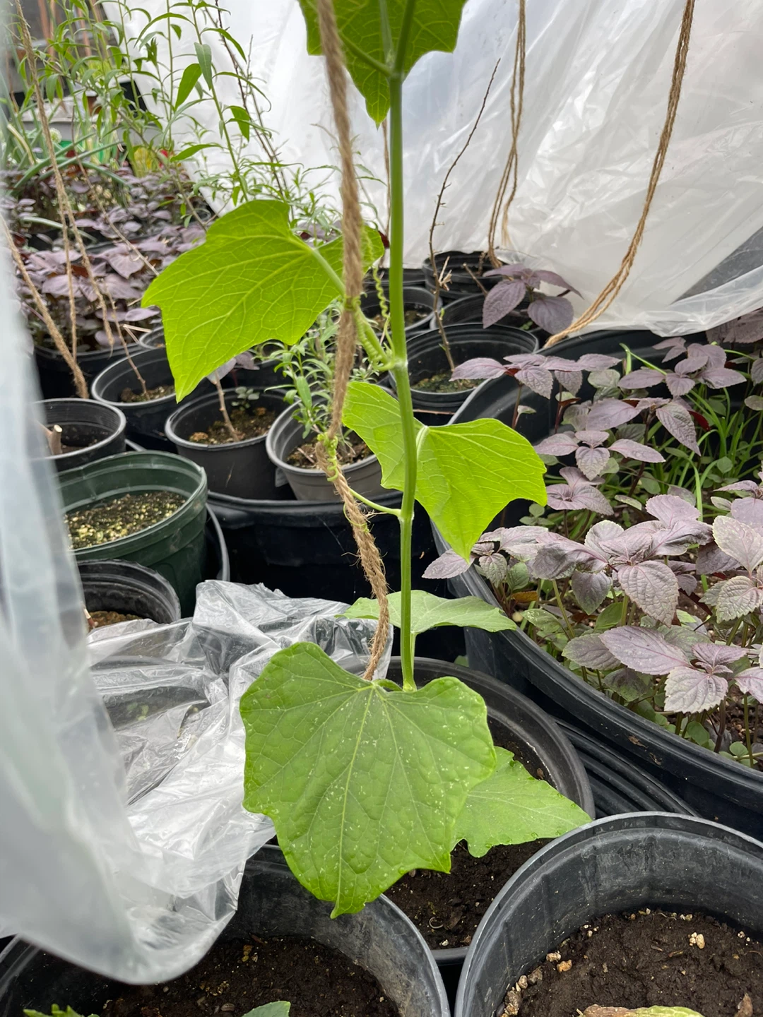 Chayote Squash Plants - photo 3