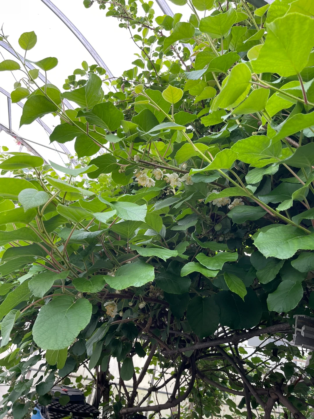 Kiwi Vine Plant cutting for sale