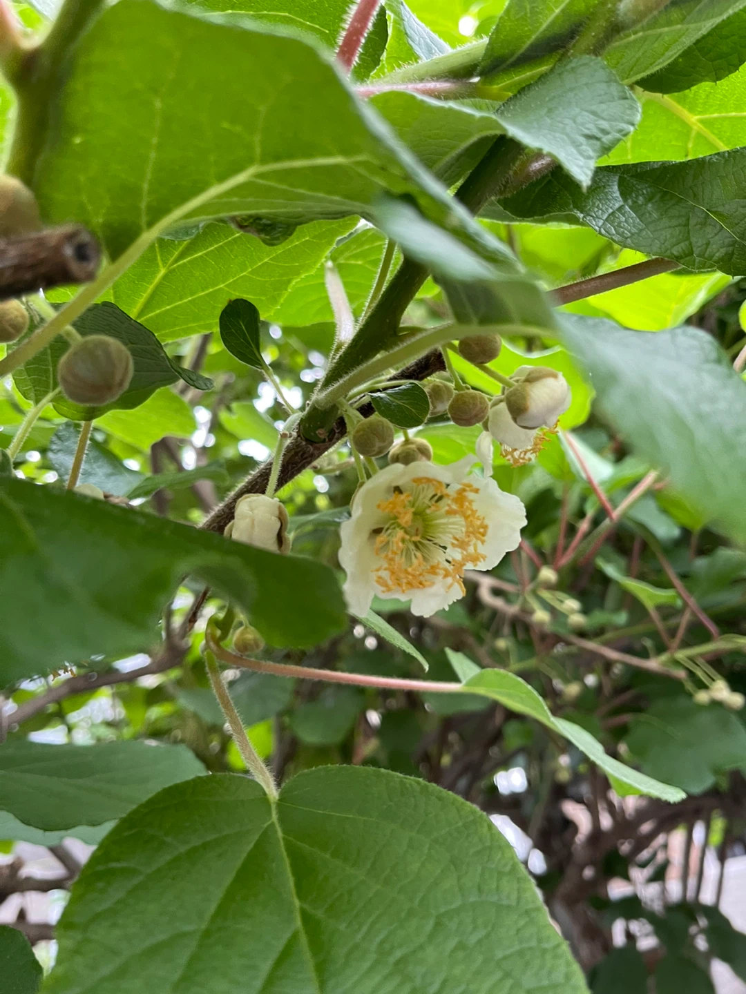 Kiwi Vine Plant cutting for sale - photo 2