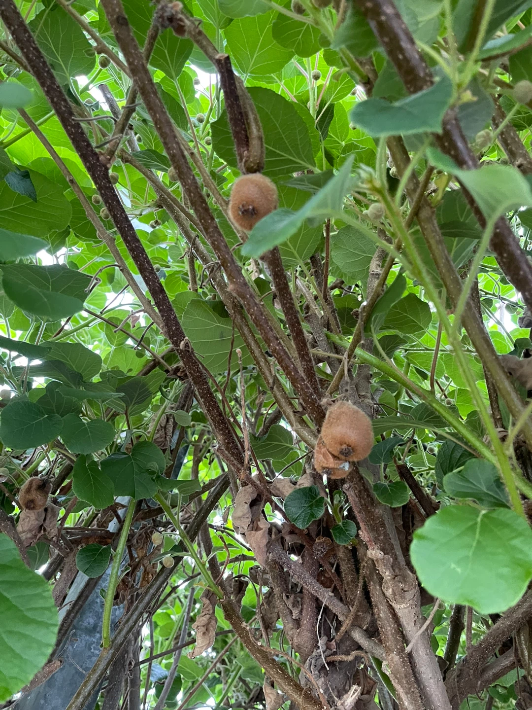Kiwi Vine Plant cutting for sale - photo 5
