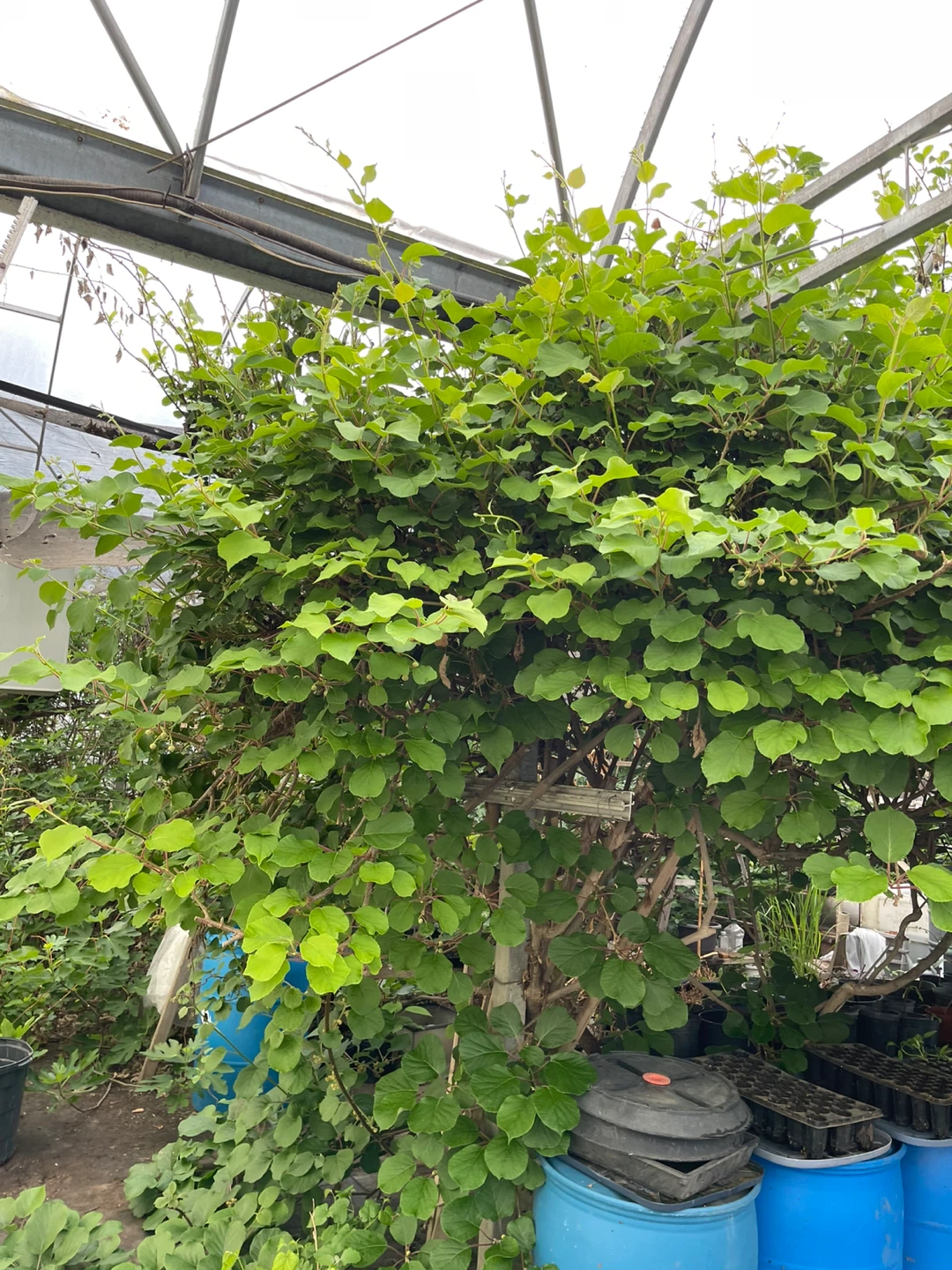 Kiwi Vine Plant cutting for sale - photo 4