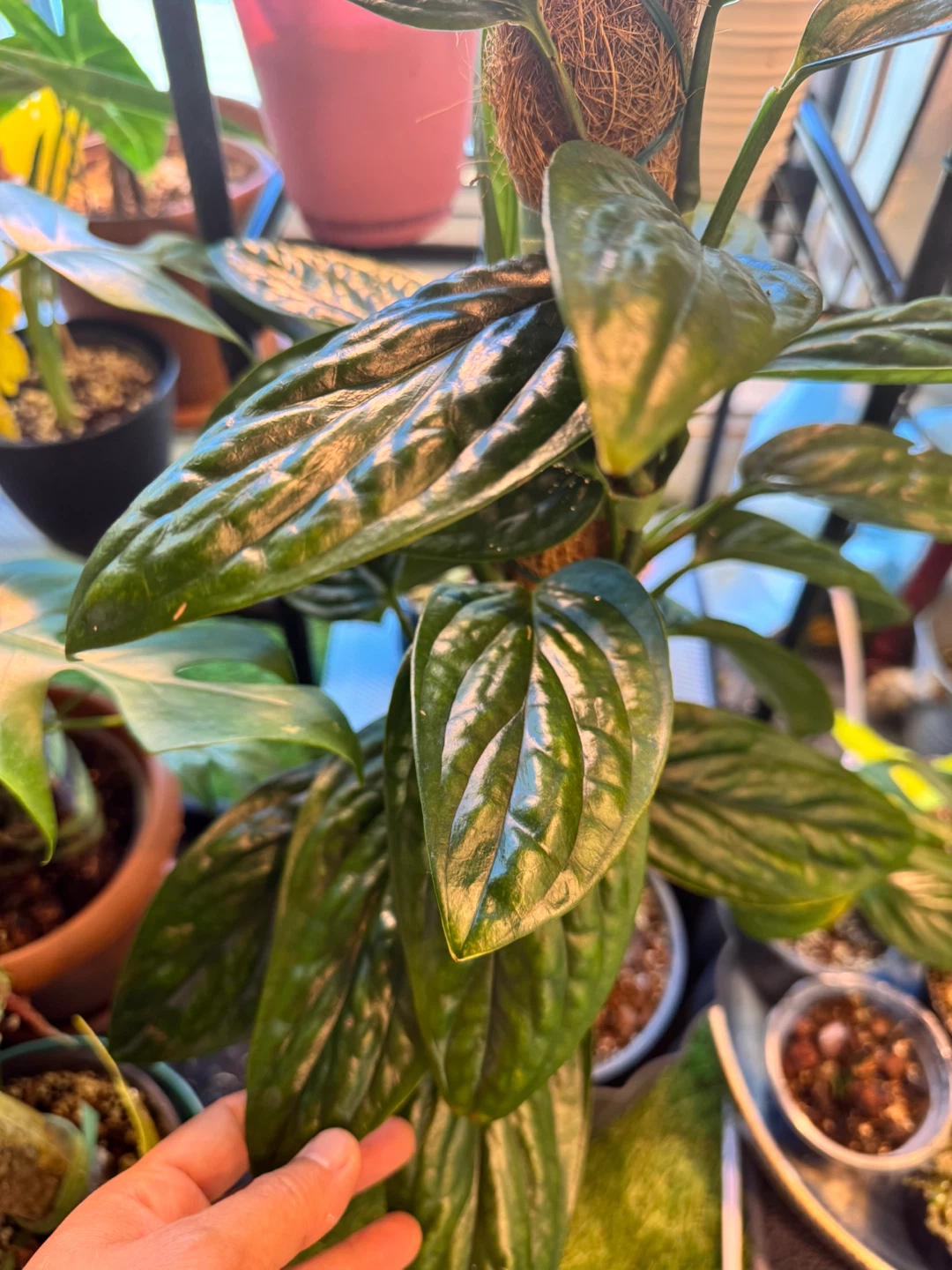 Assorted Monstera Plants - 2 for $10 - photo 2