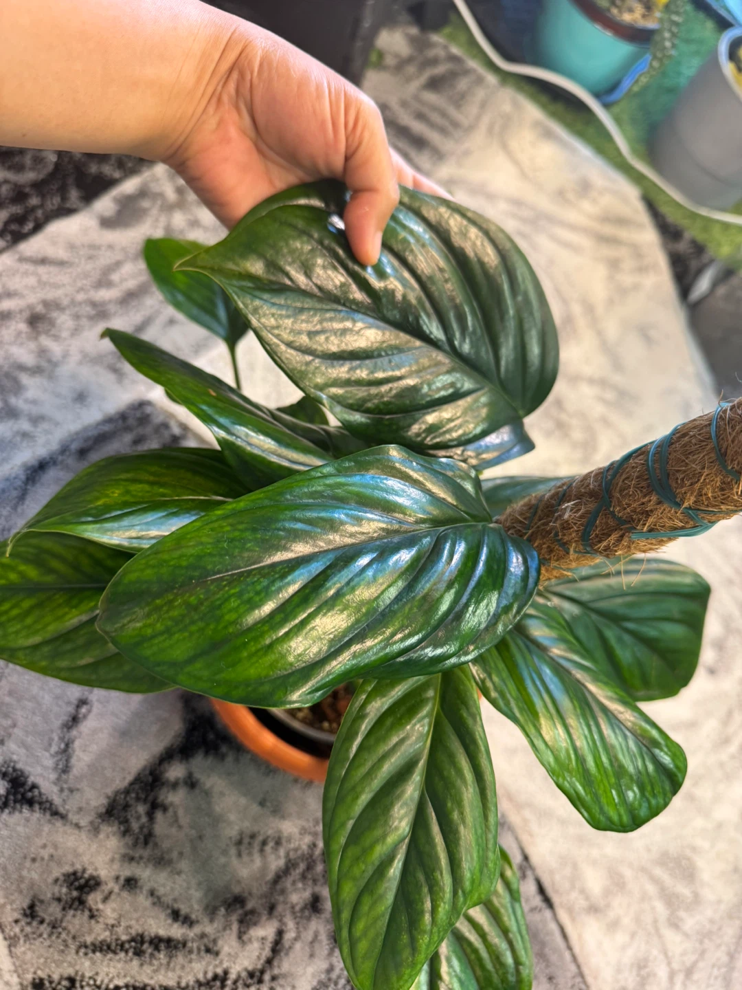 Monstera Black Onyx - photo 4