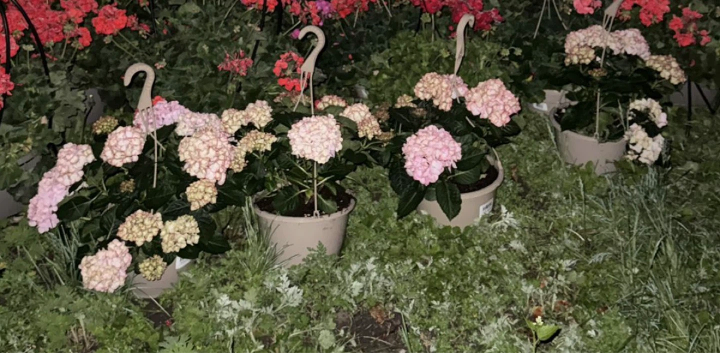 Potted Hydrangeas - photo 2