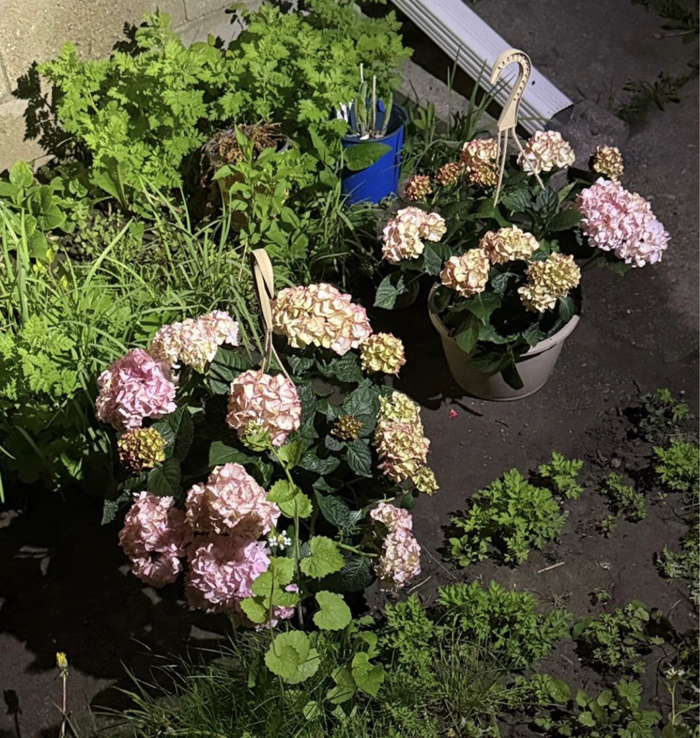 Potted Hydrangeas