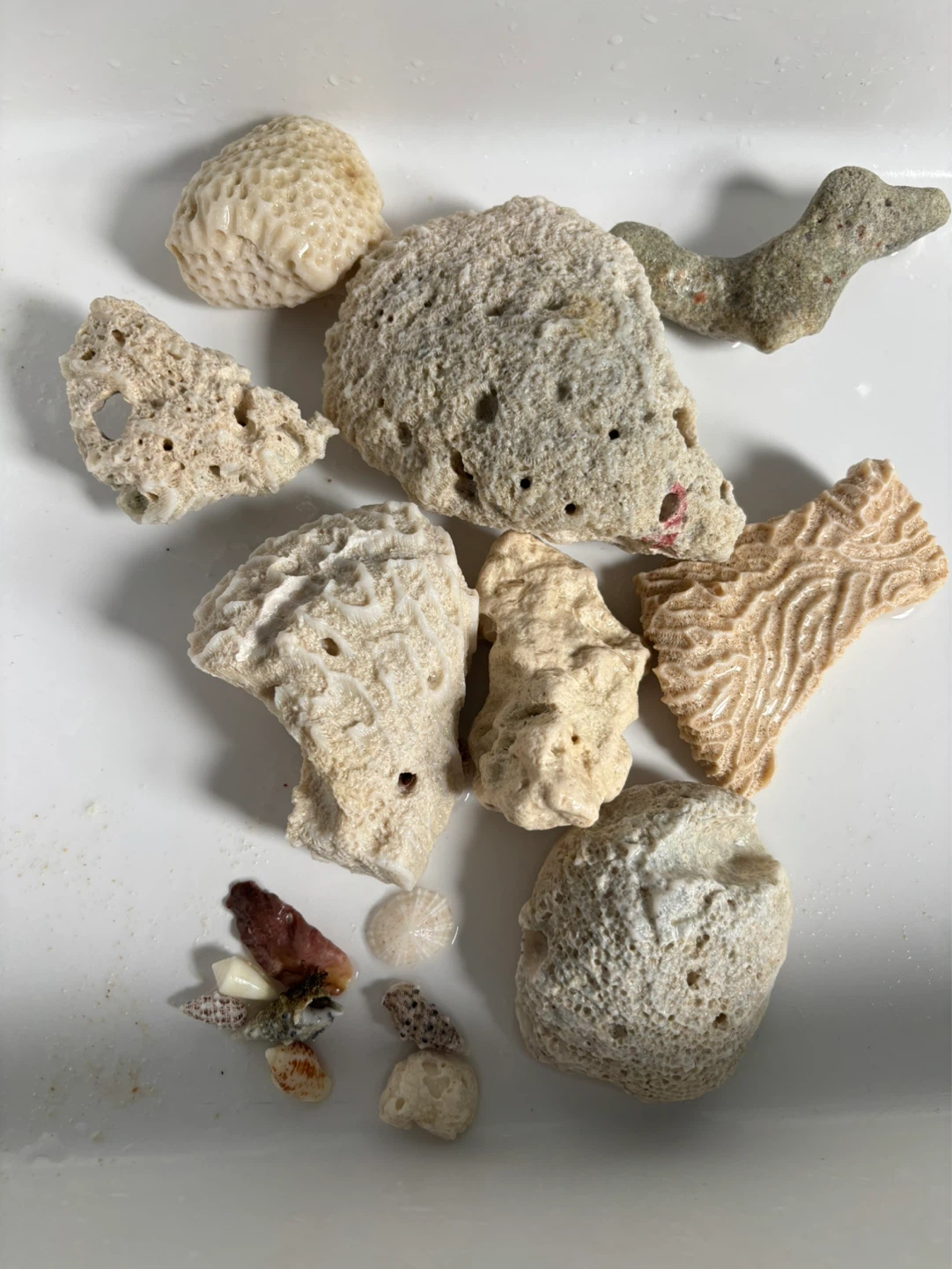 Mixed Beach Shells and Coral Pieces
