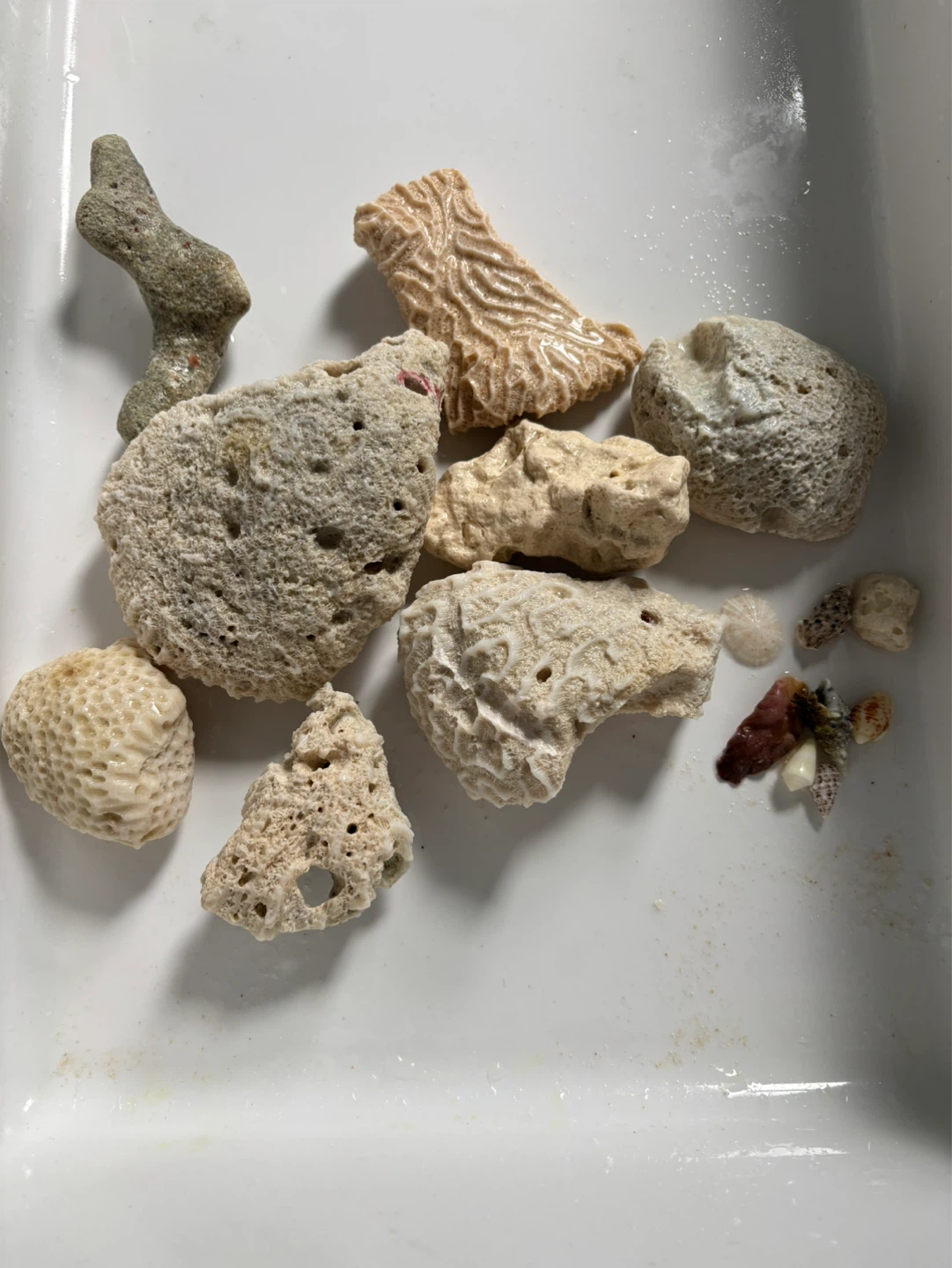 Mixed Beach Shells and Coral Pieces - photo 3