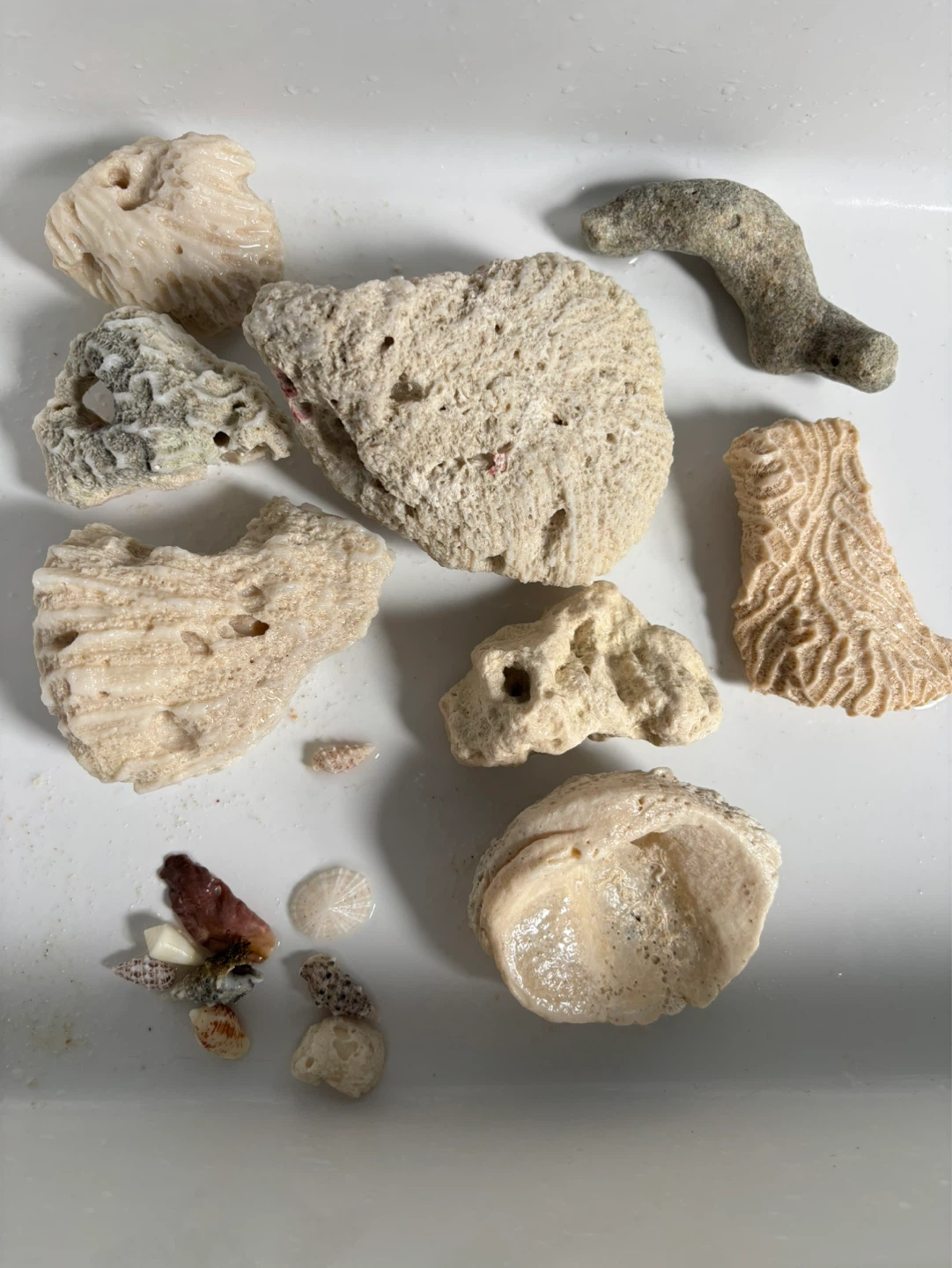 Mixed Beach Shells and Coral Pieces - photo 2
