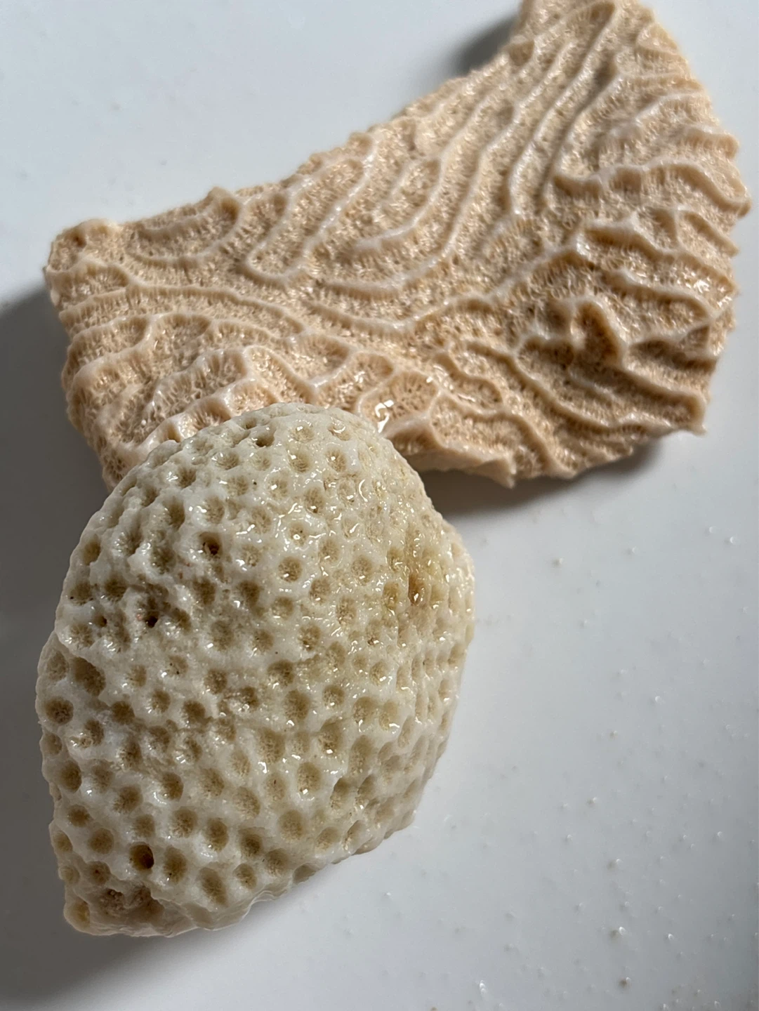 Mixed Beach Shells and Coral Pieces - photo 4