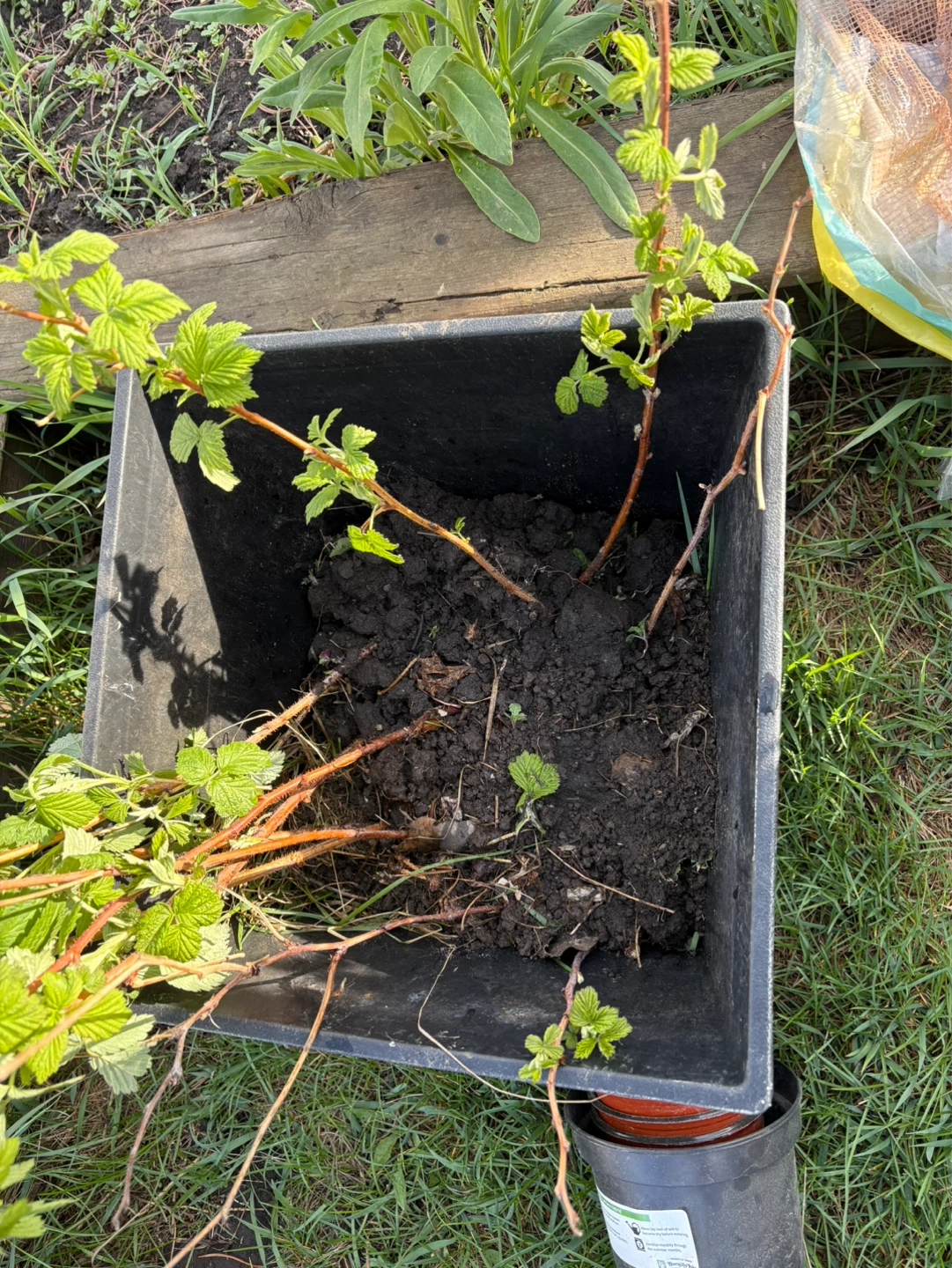 Raspberry Plant - photo 4
