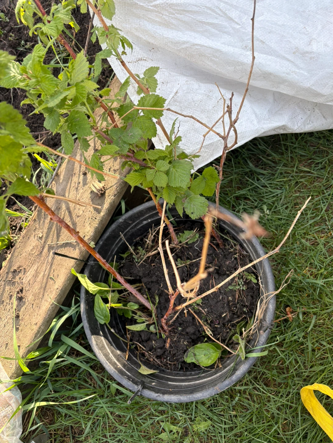 Raspberry Plant - photo 5