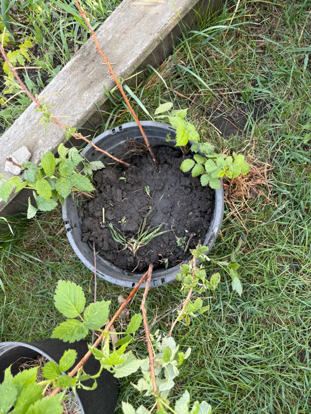 Raspberry Plant - photo 3