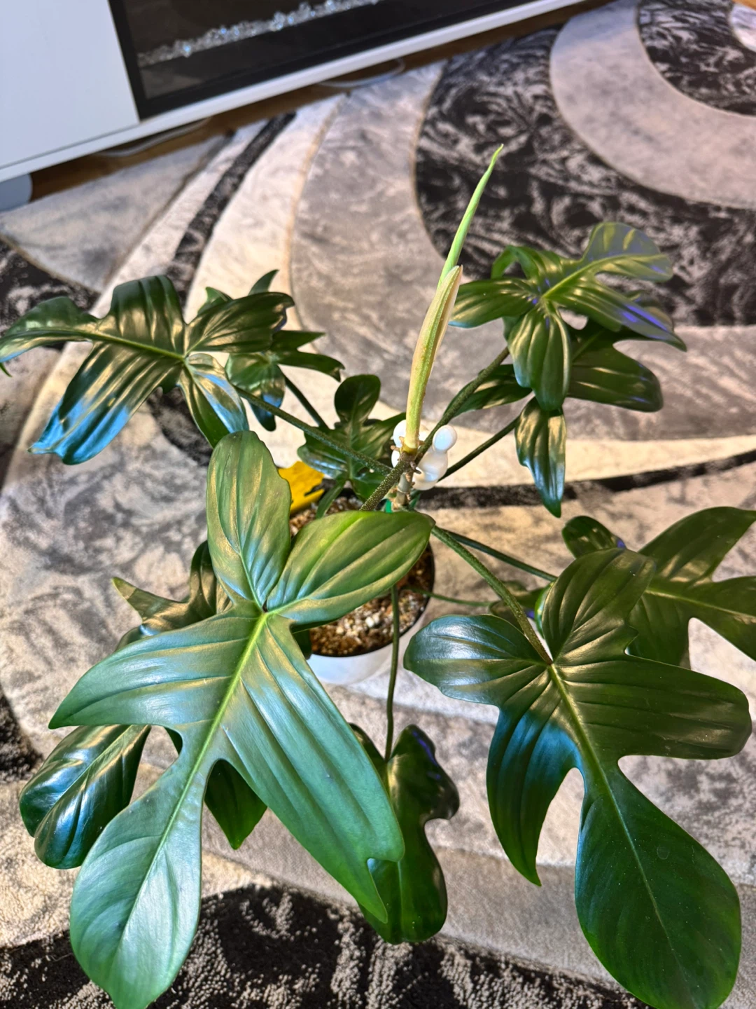 Philodendron Florida Green cutting with roots - photo 5