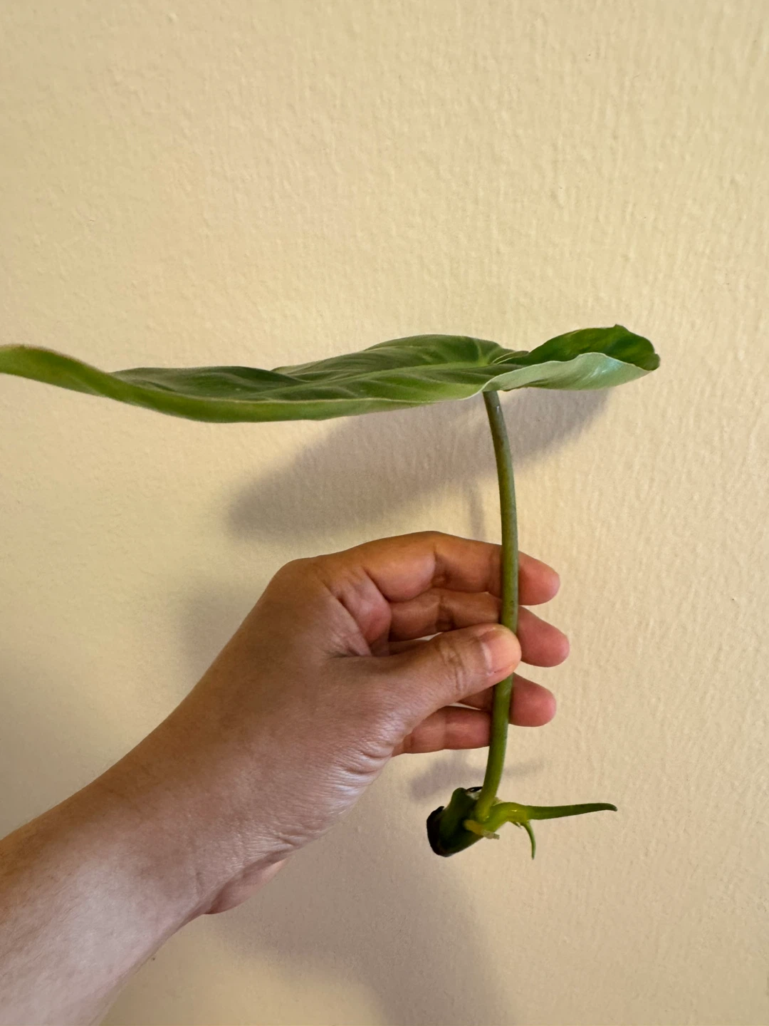 Philodendron Burle Marx Variegated - photo 3