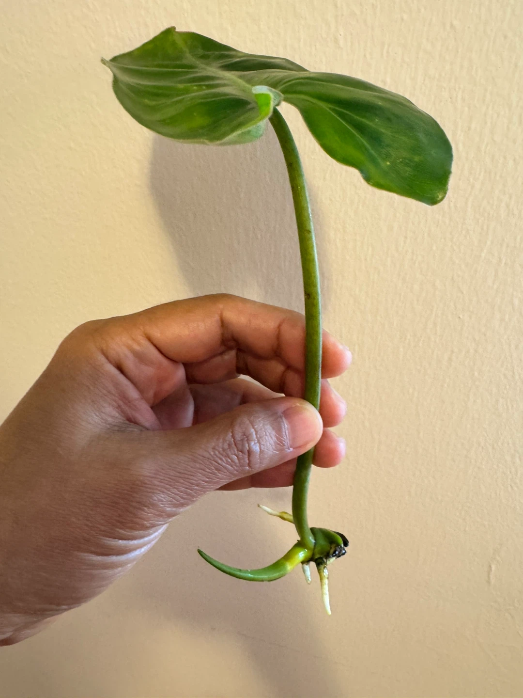 Philodendron Burle Marx Variegated - photo 2