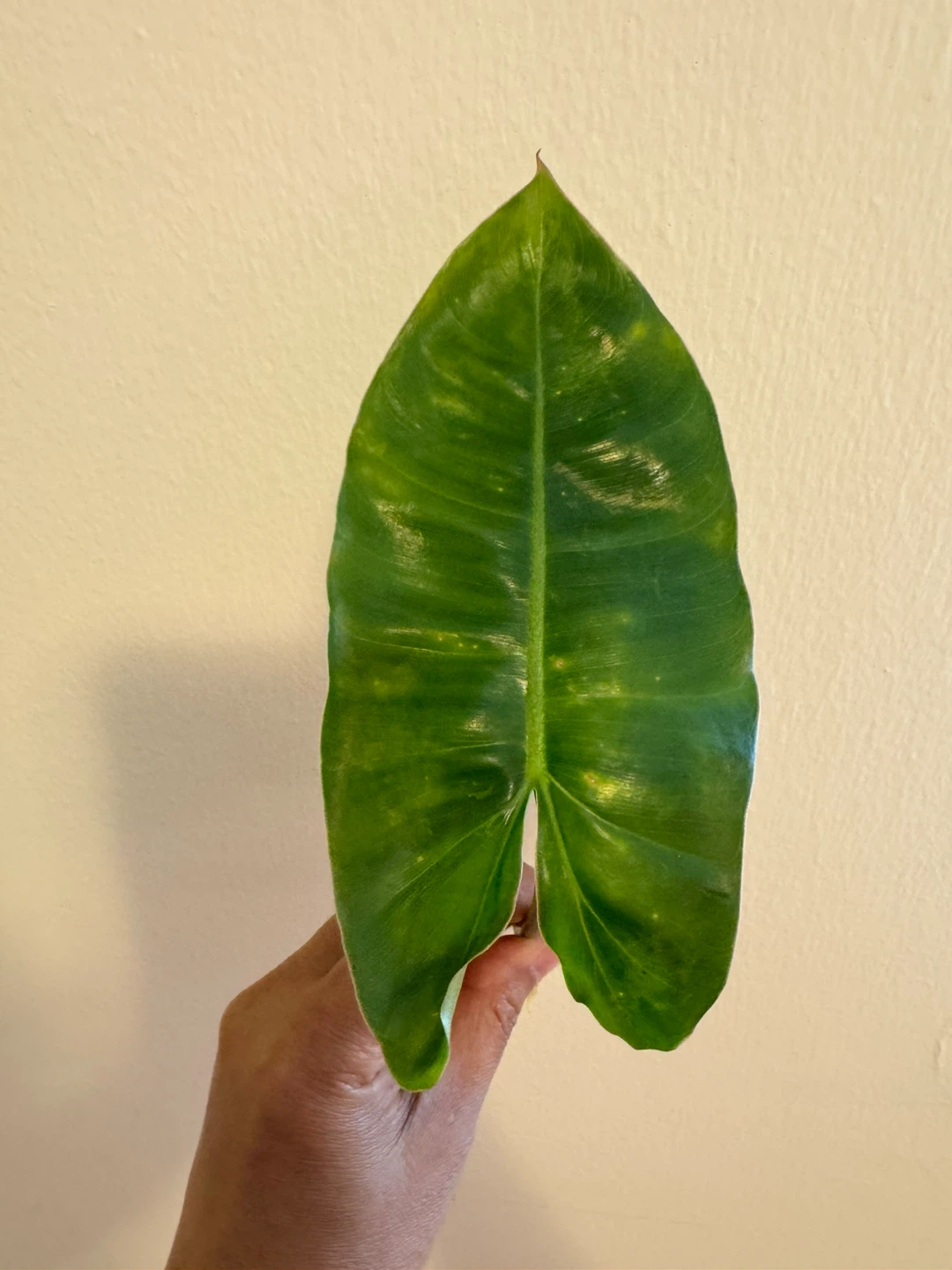 Philodendron Burle Marx Variegated