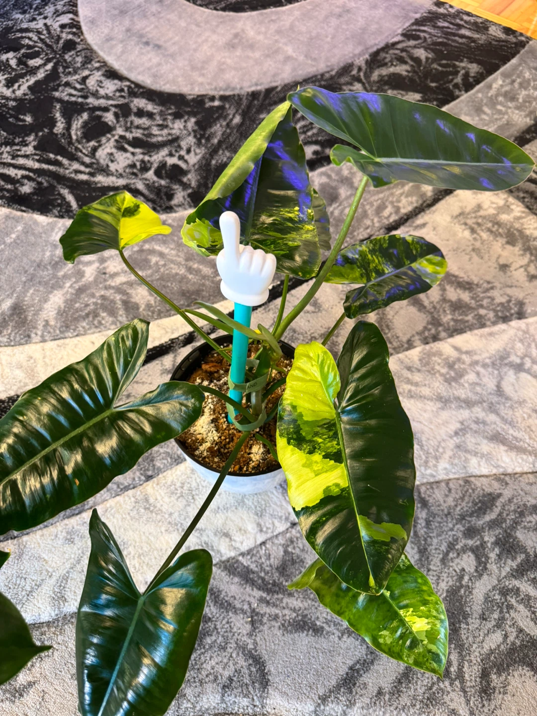 Philodendron Burle Marx Variegated - photo 4