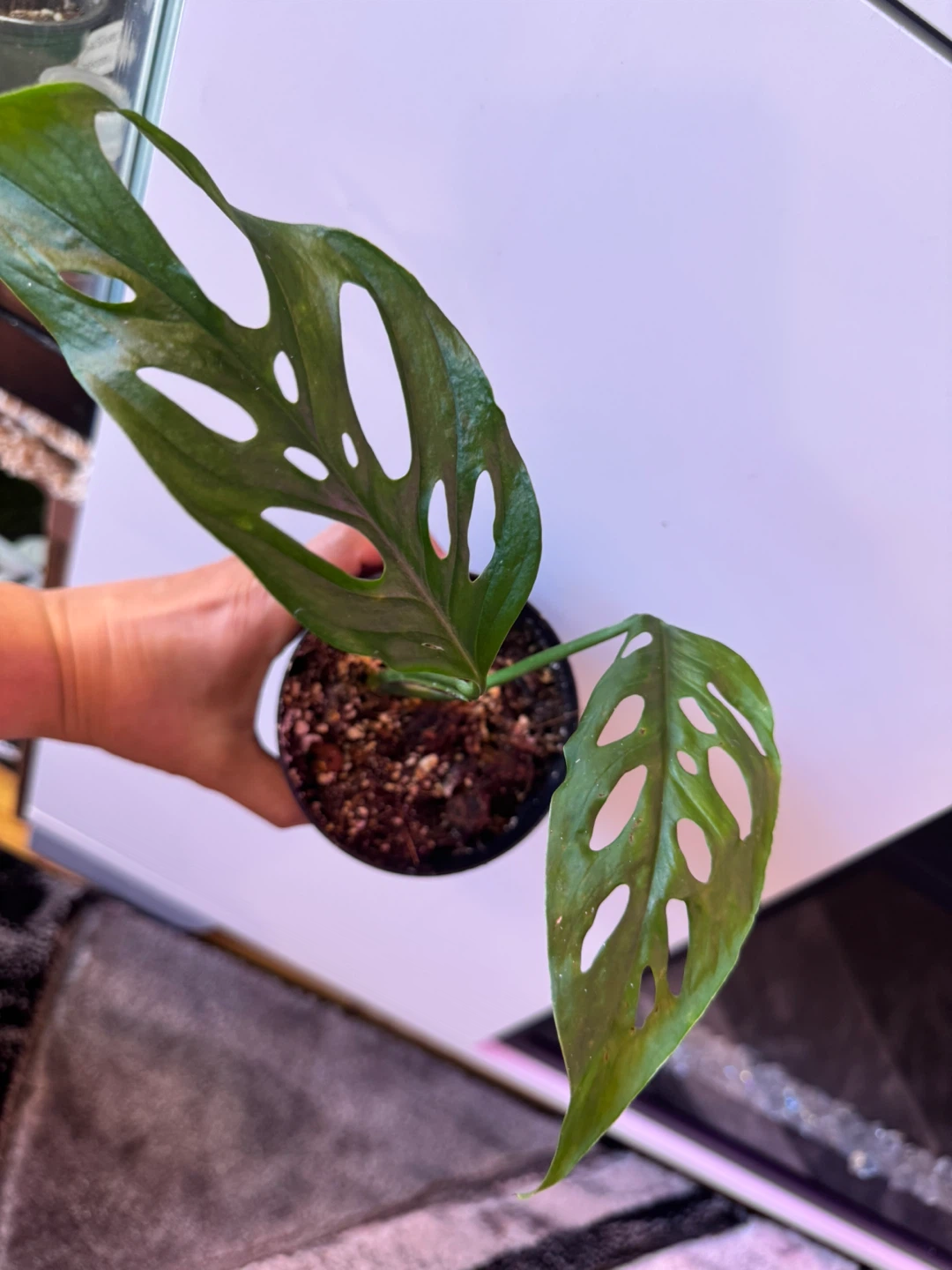 🌿 Plant Purge 🌿 2 plants for $15✨ - photo 4