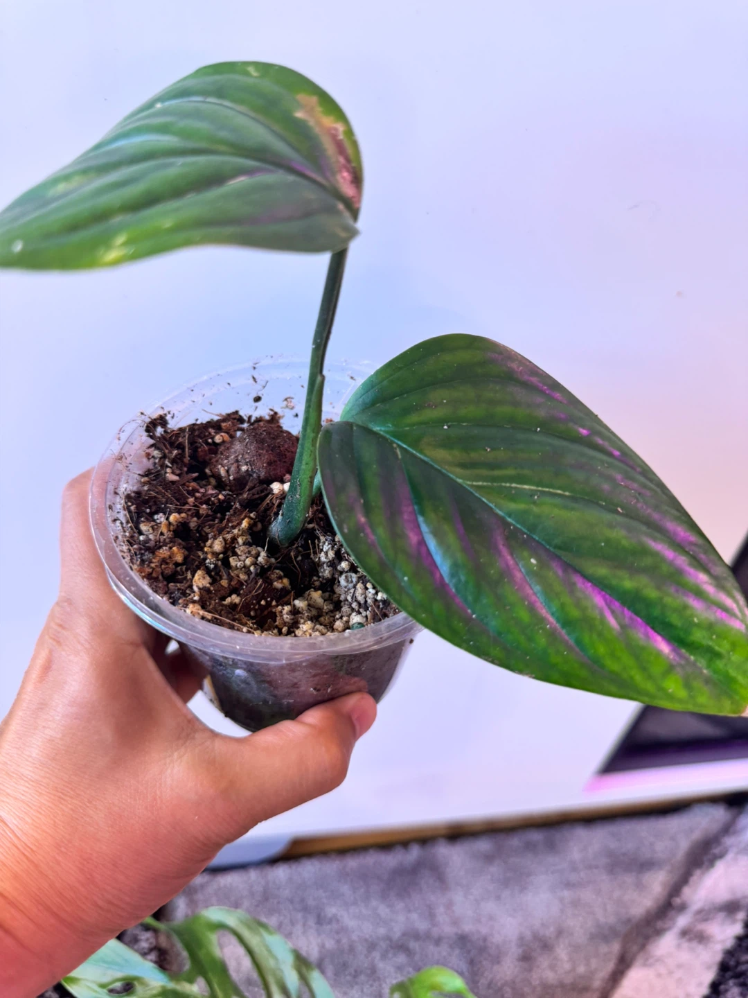 🌿 Plant Purge 🌿 2 plants for $15✨ - photo 3