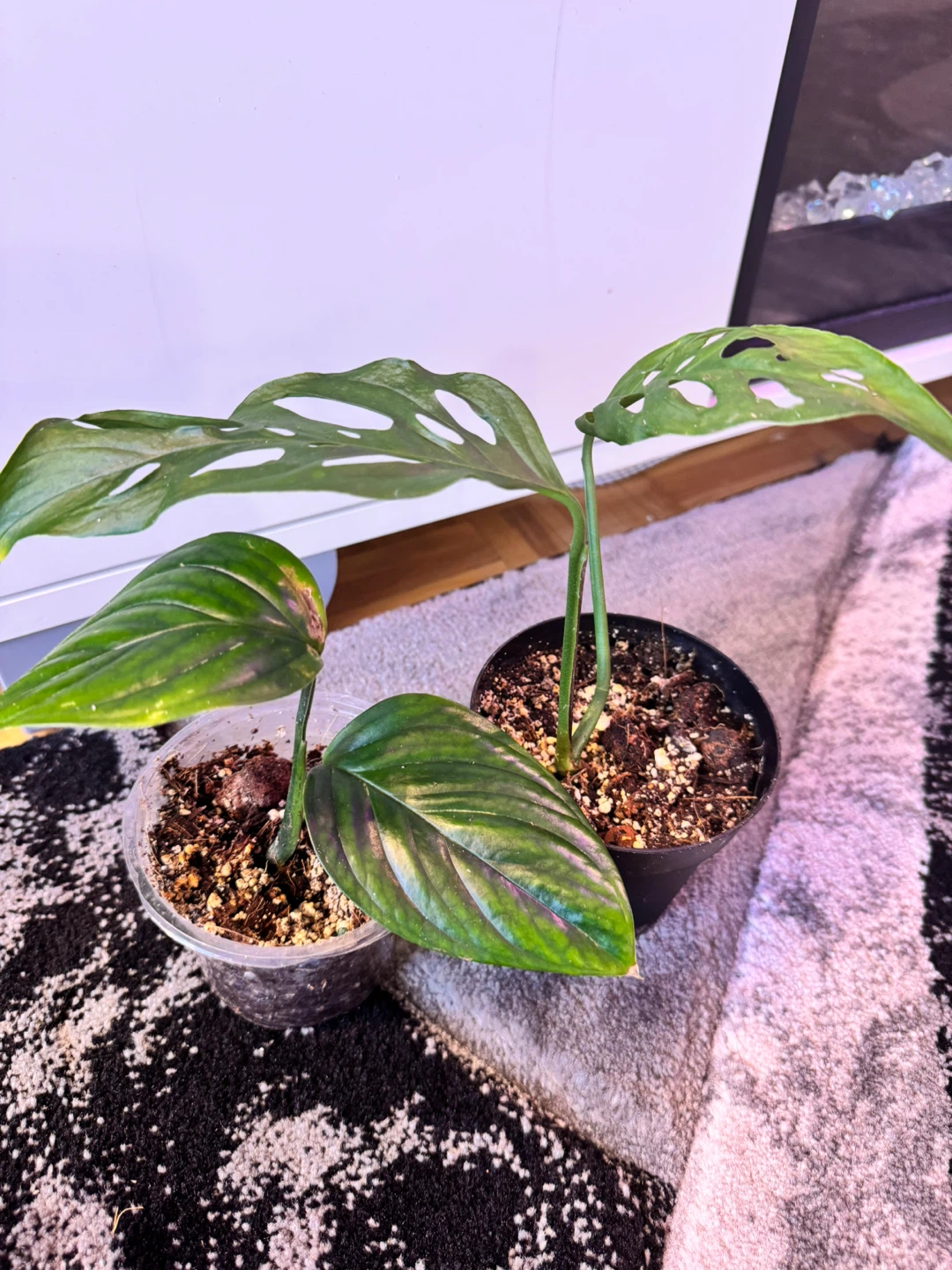 🌿 Plant Purge 🌿 2 plants for $15✨ - photo 2