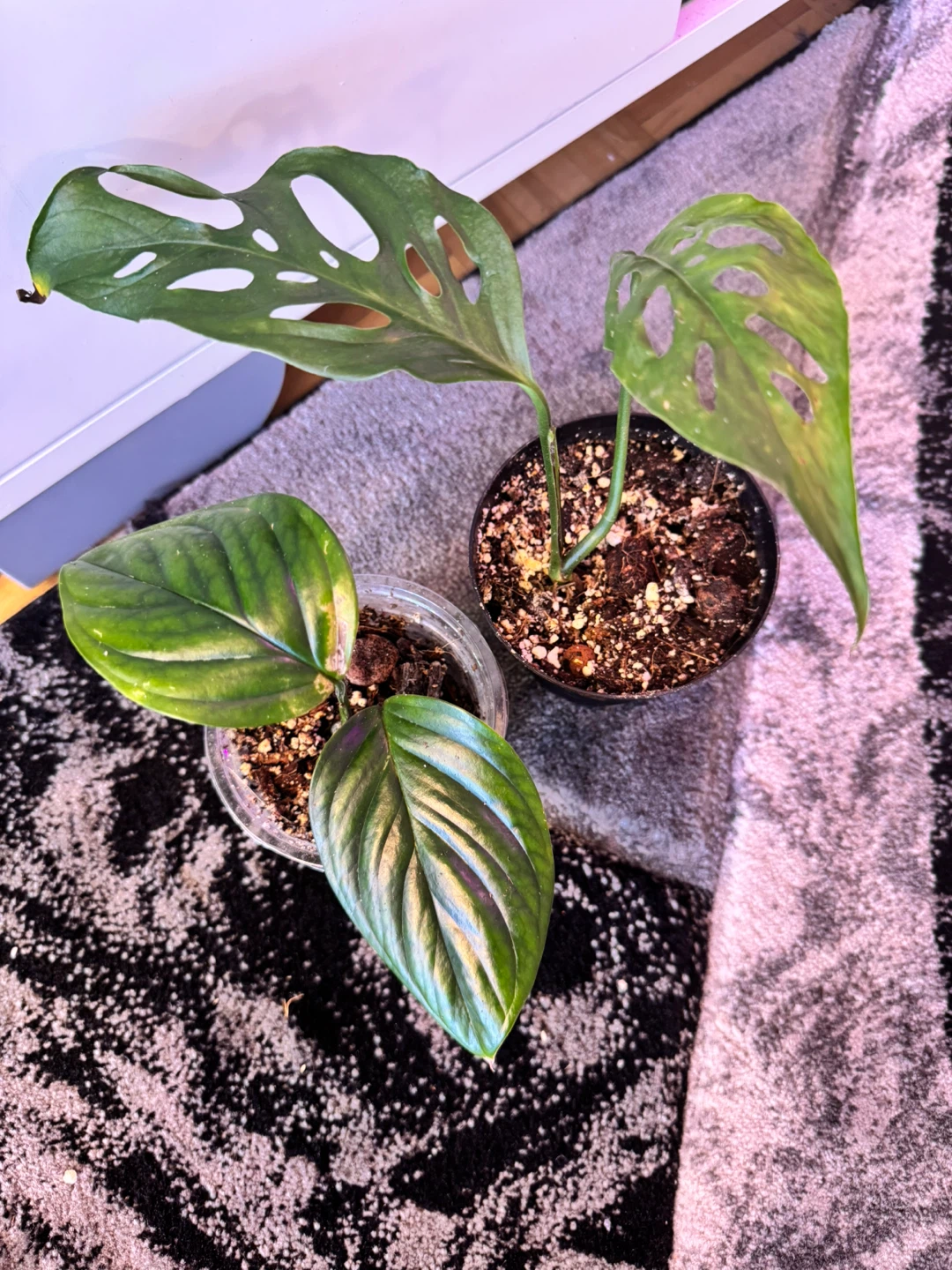 🌿 Plant Purge 🌿 2 plants for $15✨