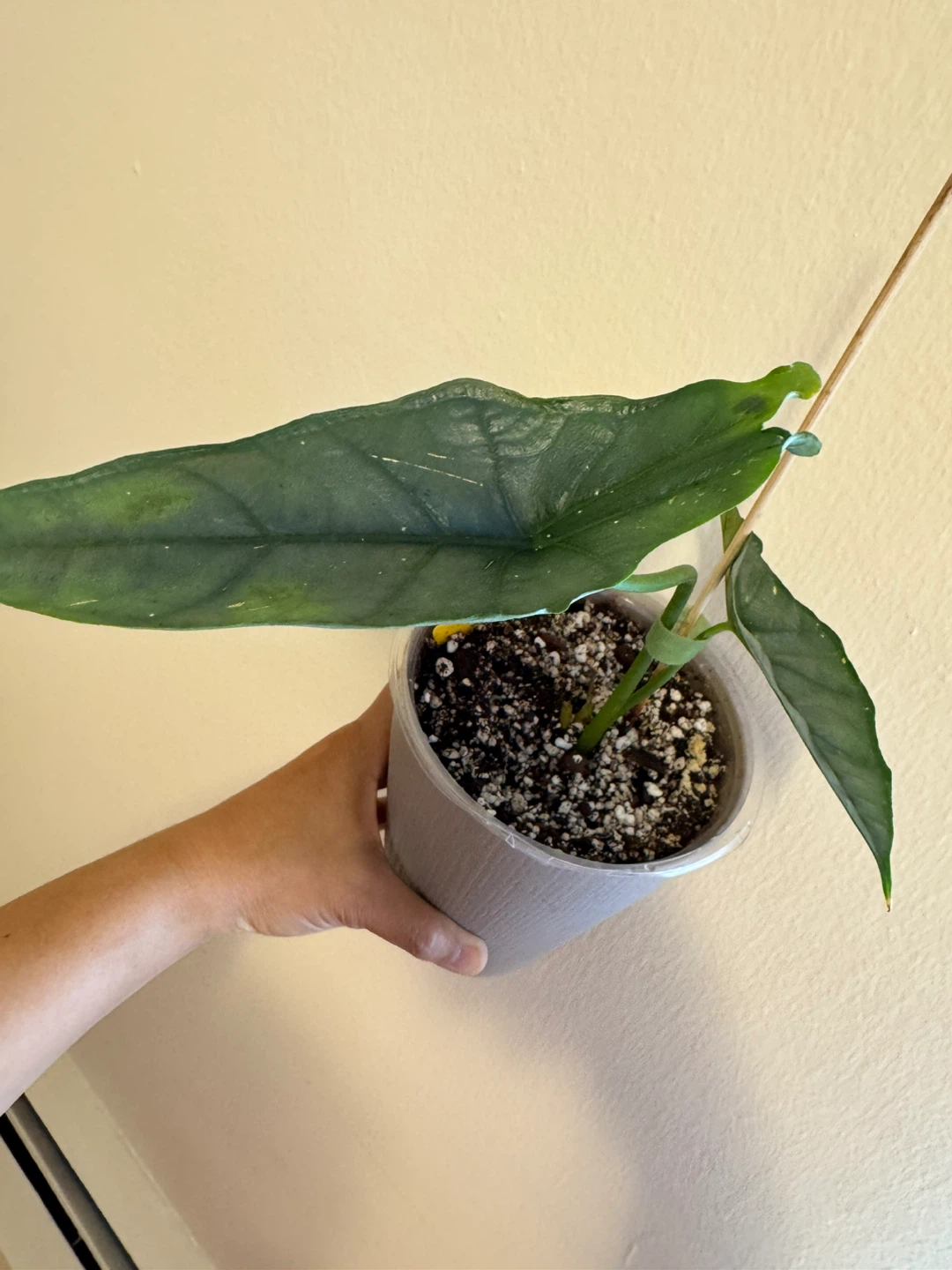 Alocasia Dragon’s Breath - photo 2