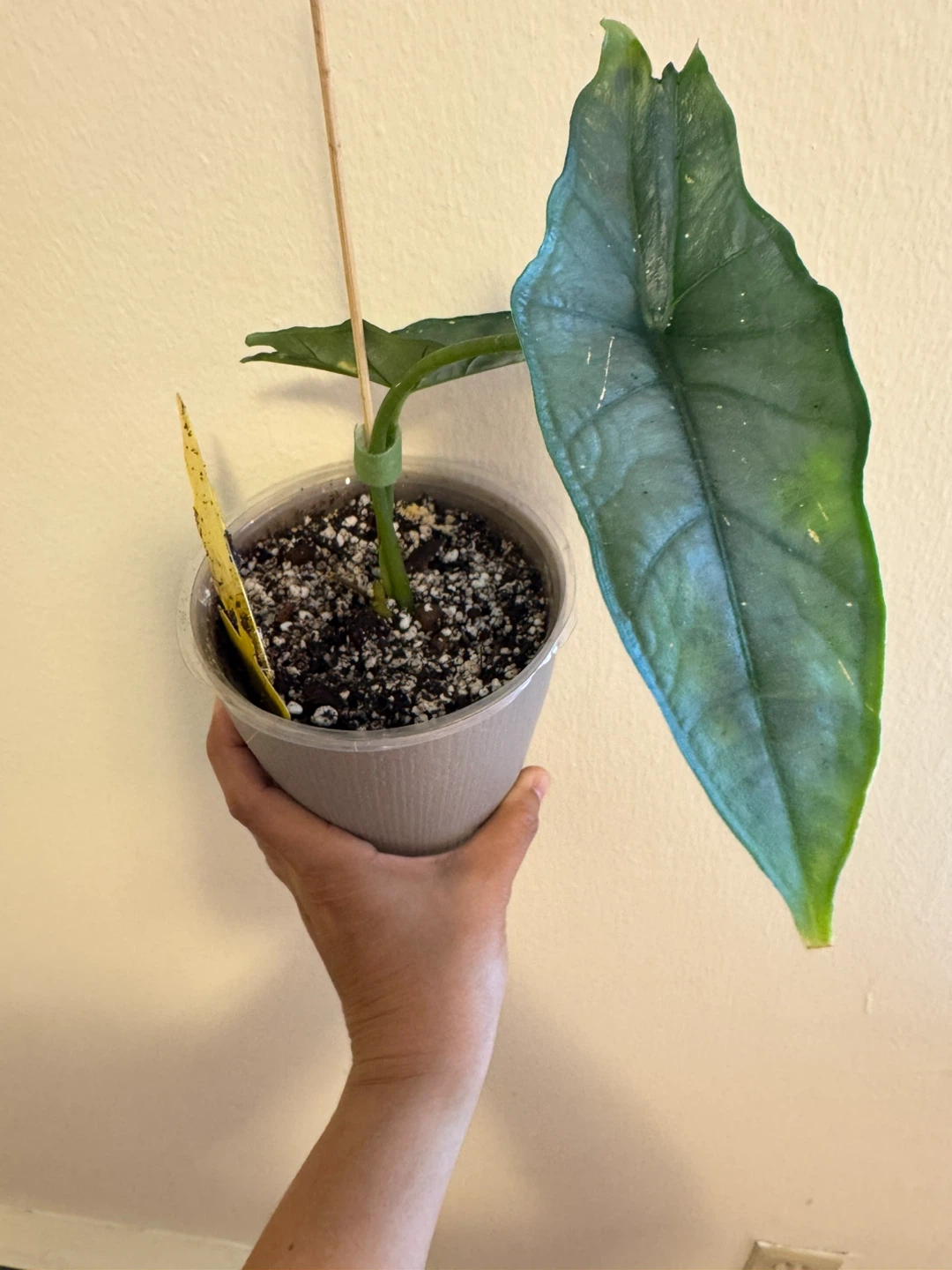Alocasia Dragon’s Breath