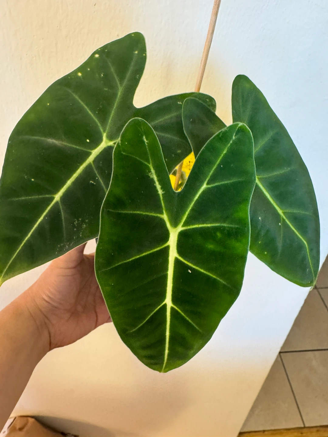 Alocasia Frydek