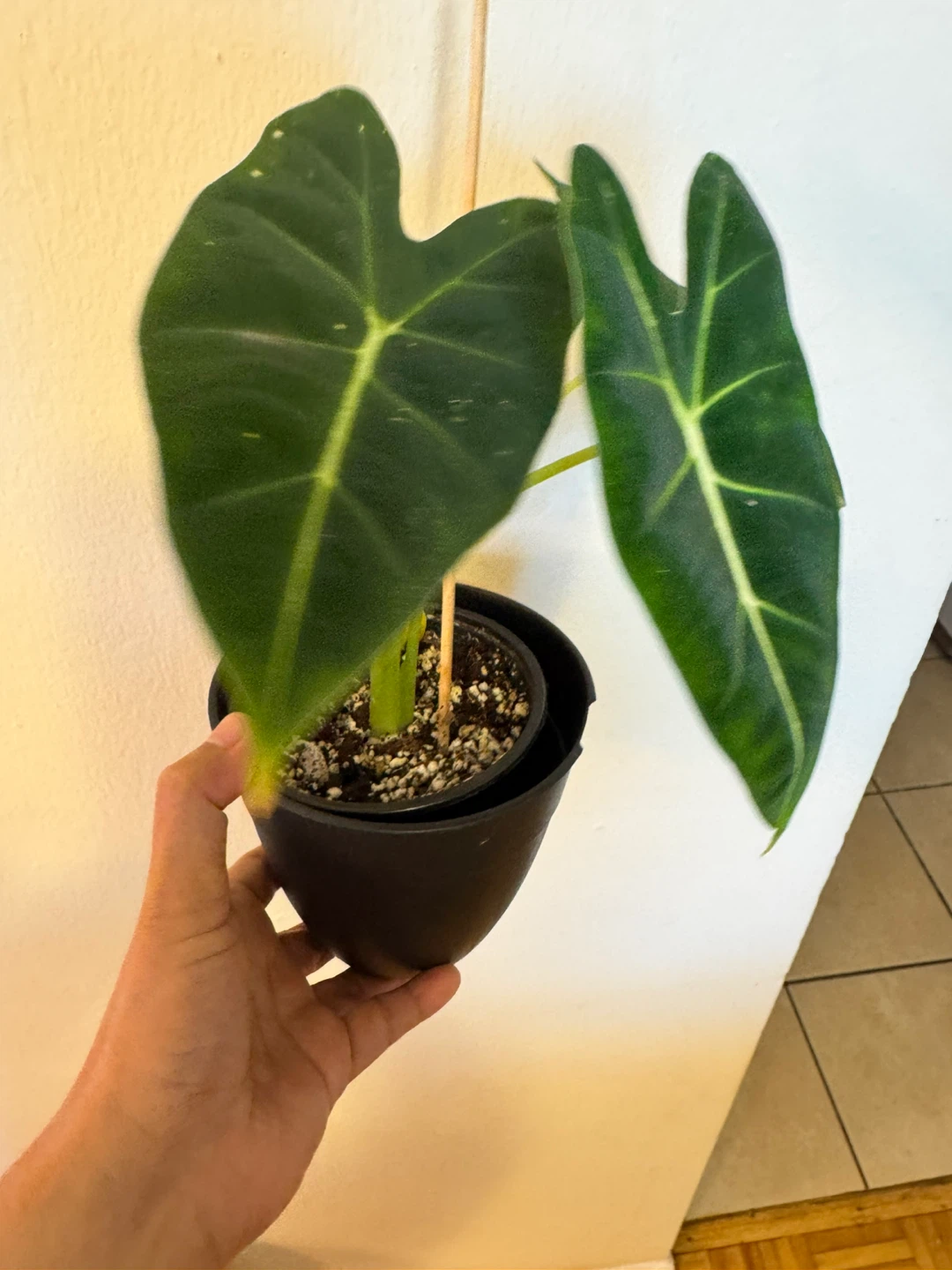 Alocasia Frydek - photo 3