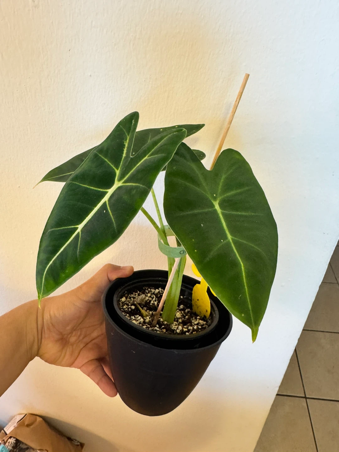 Alocasia Frydek - photo 2