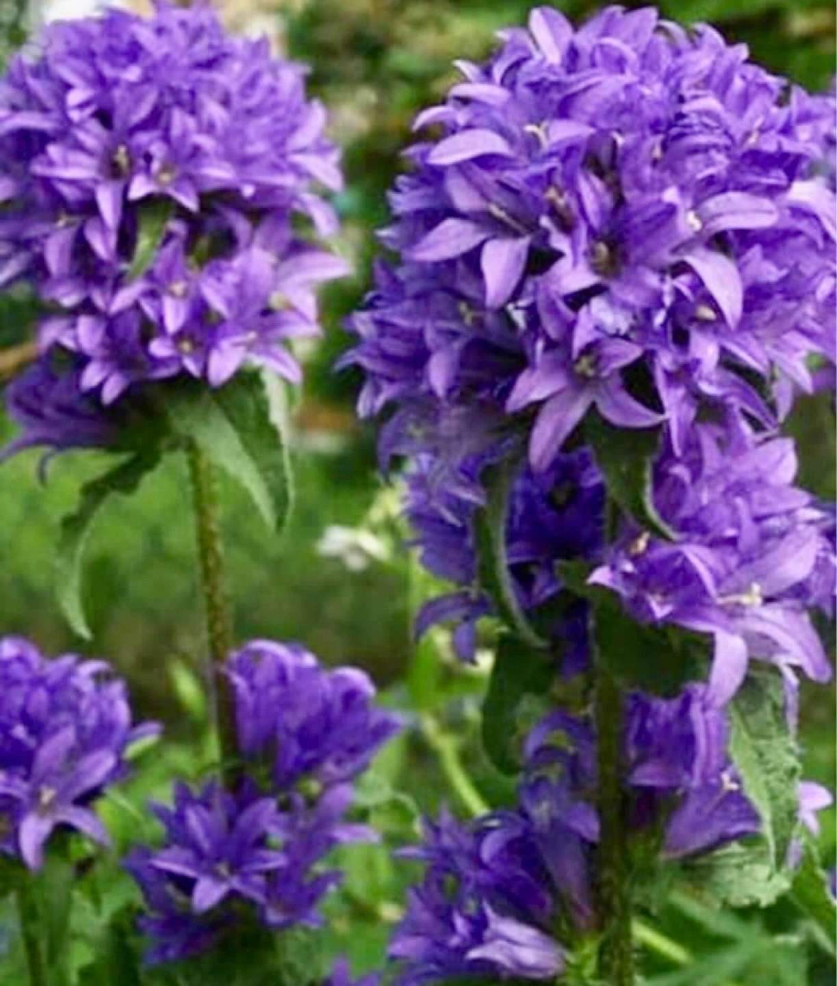 All Perennials; purple and pink plants