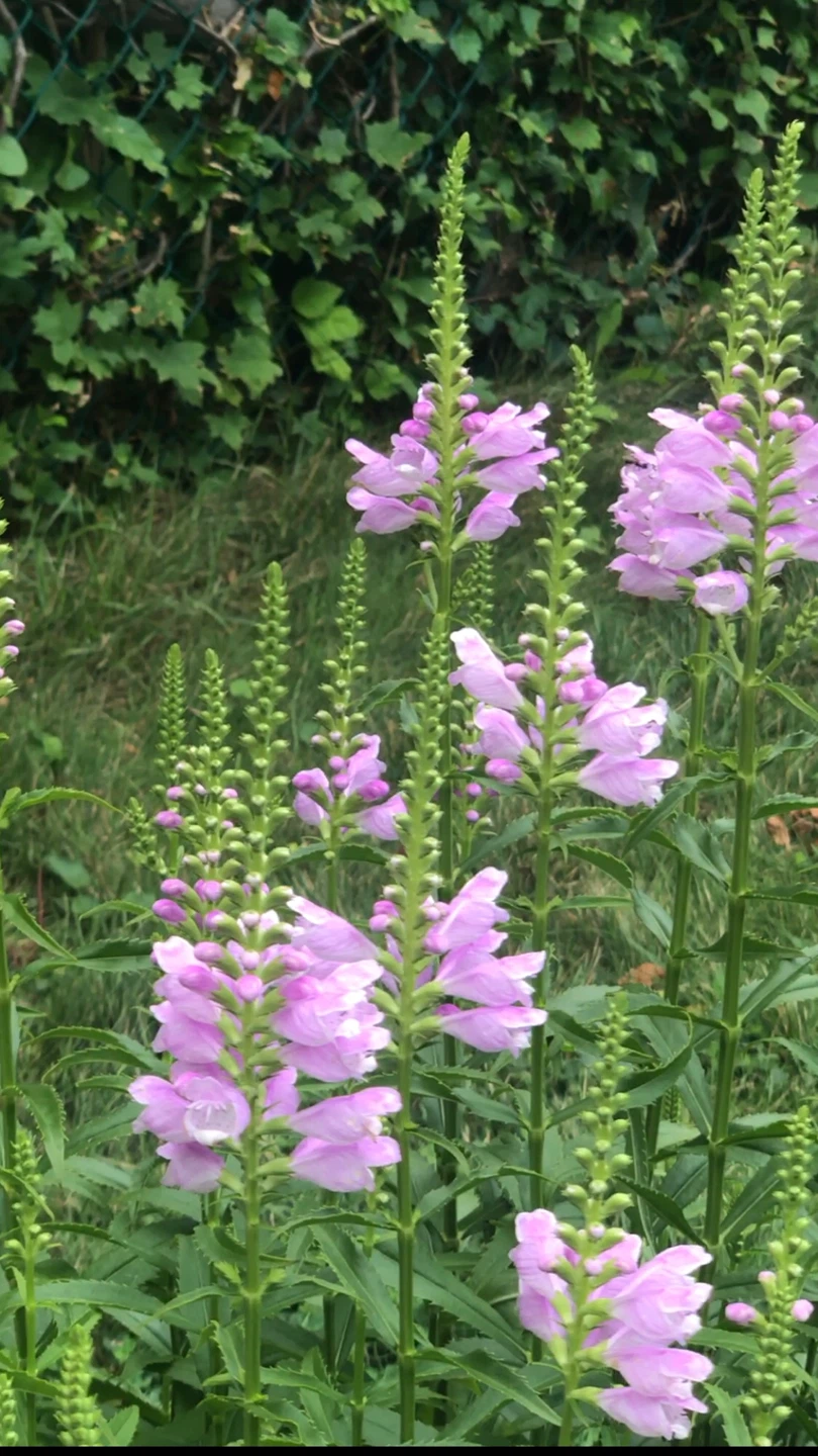 All Perennials; purple and pink plants - photo 3