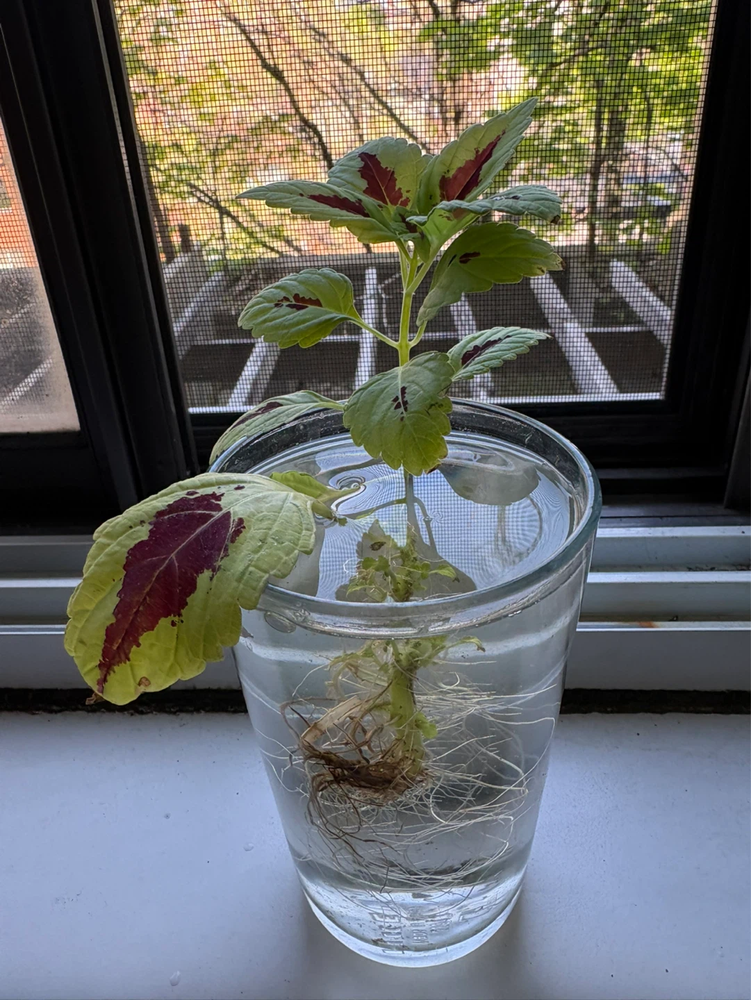 Coleus rooting in Water
