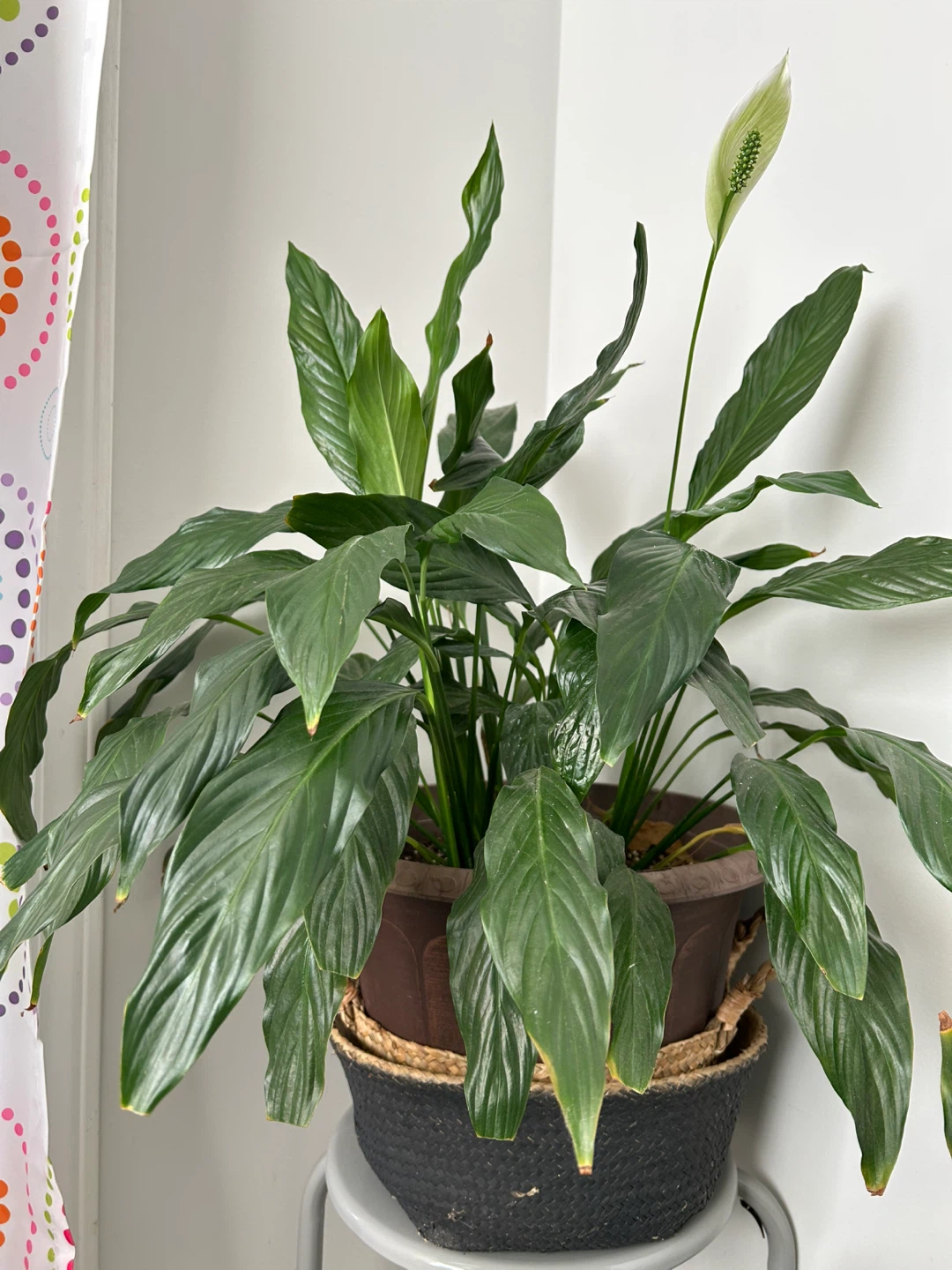 Peace Lily Plant - photo 2