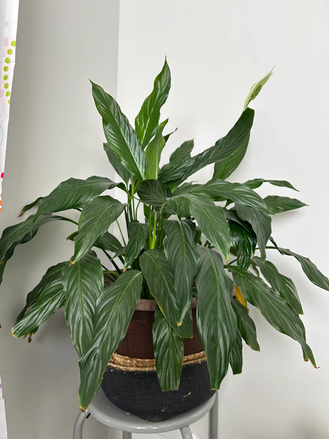 Peace Lily Plant