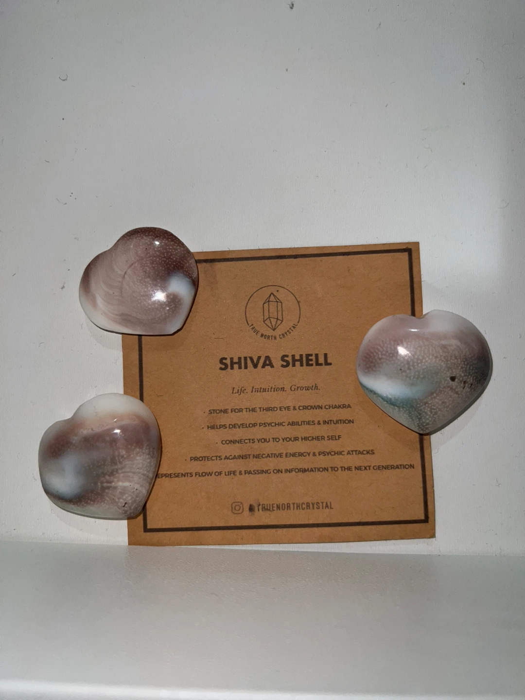 Rare Heart Shiva Shell Set 🤍 - photo 2