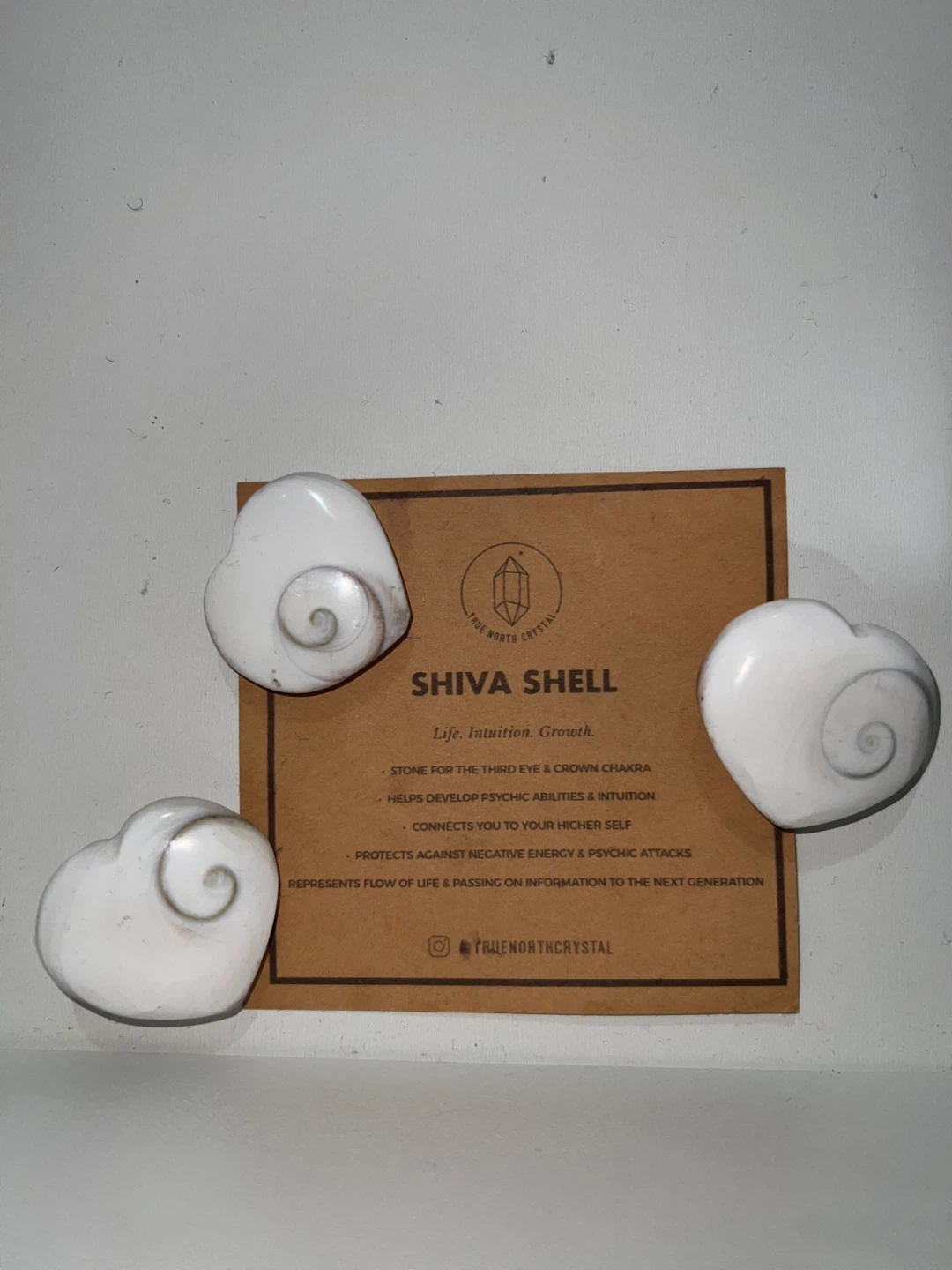 Rare Heart Shiva Shell Set 🤍