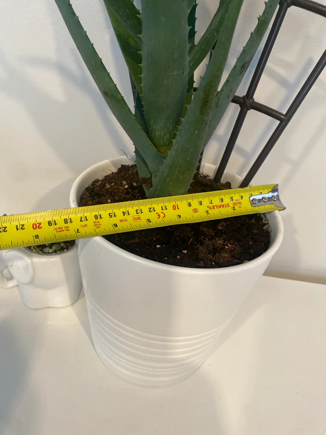 Two indoor plants with ceramic pots - photo 3