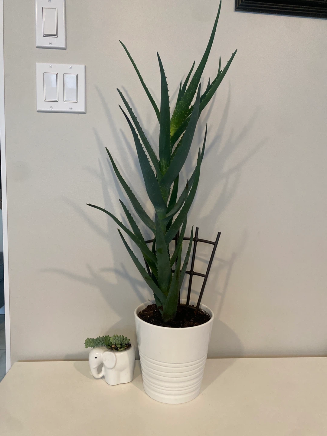 Two indoor plants with ceramic pots