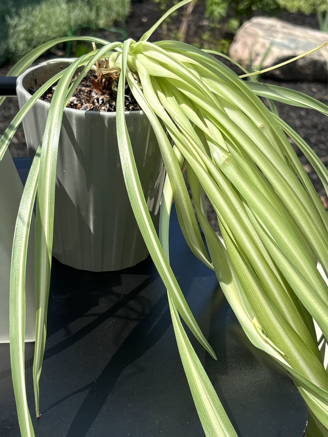 Spider Plant in Pot