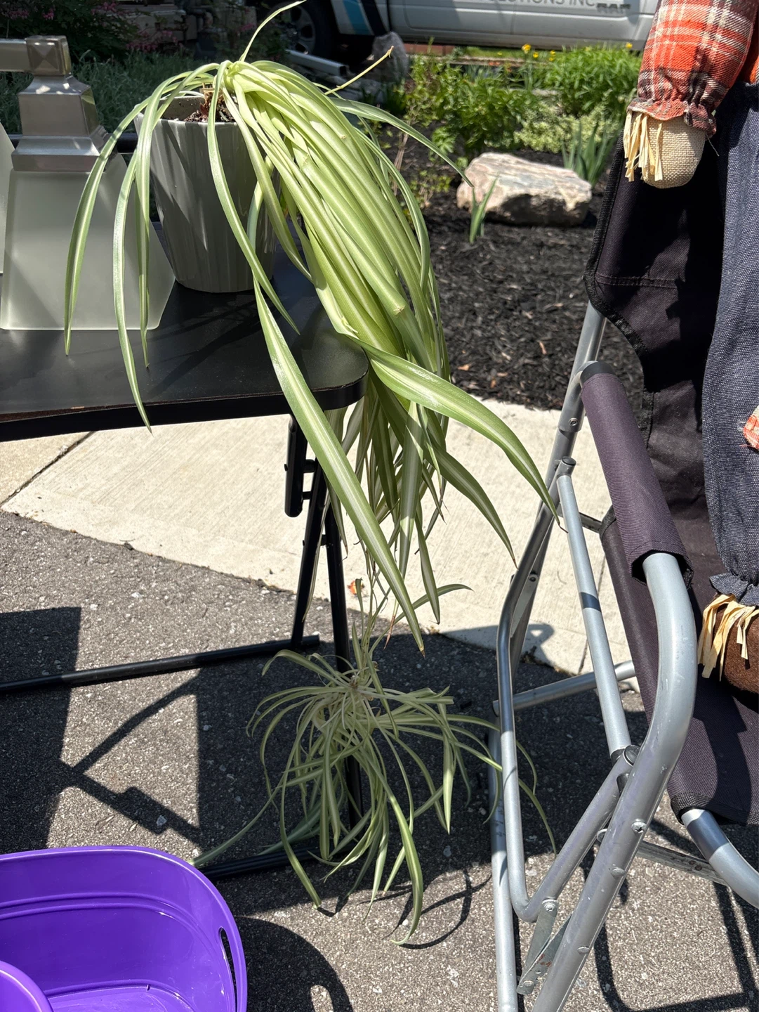 Spider Plant in Pot - photo 2